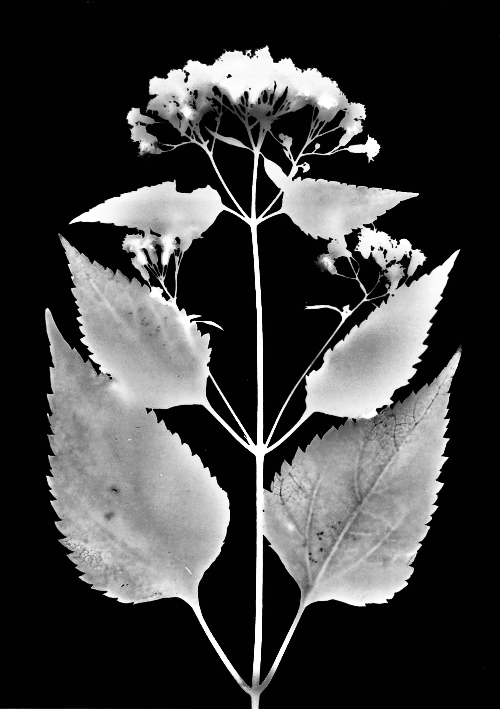 White Snakeroot. 5x7
Ageratina altissima