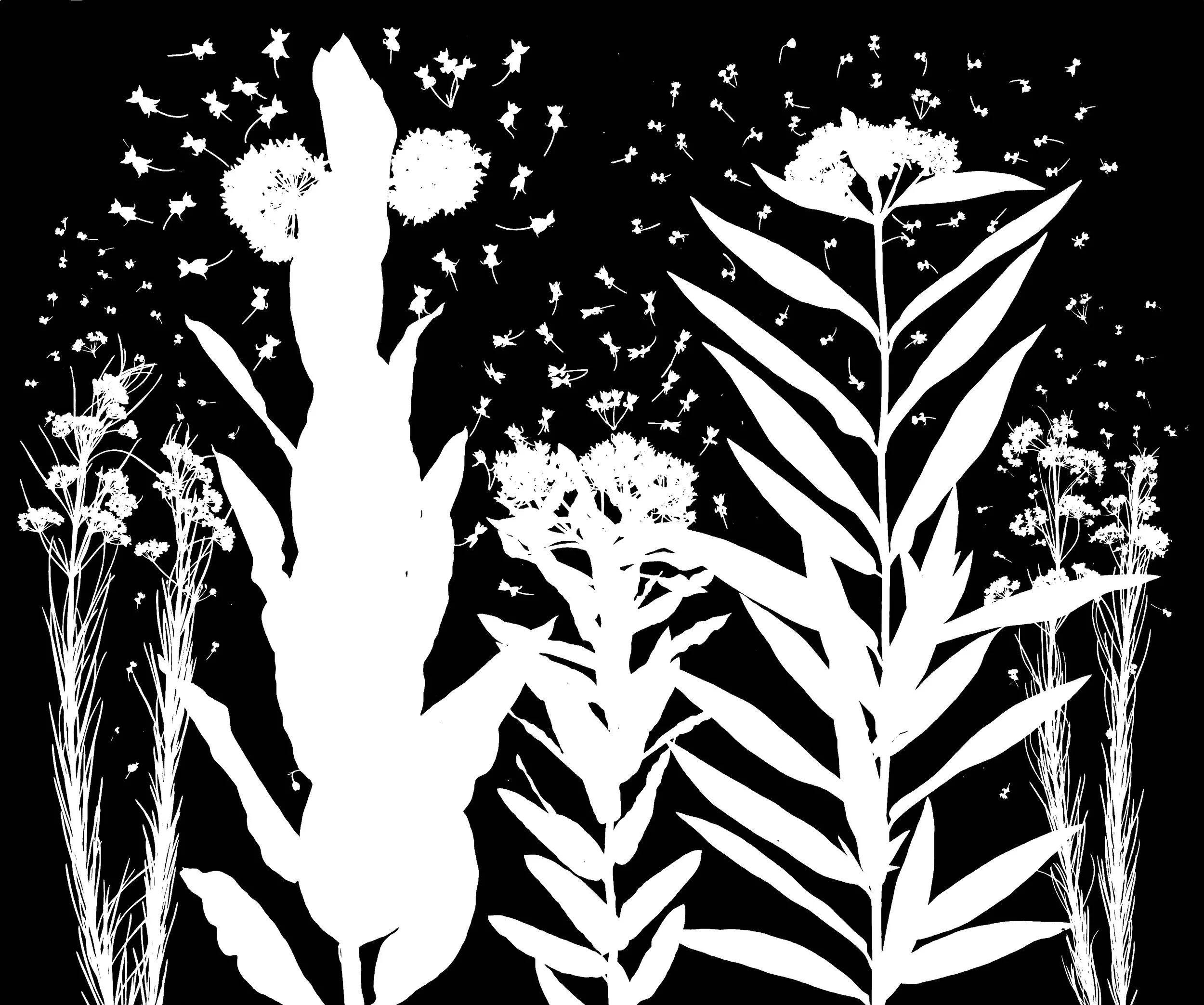 Milkweeds in bloom: whorled, common, butterfly weed, swamp, whorled
Asclepias: verticilliata, syriaca, tuberosa, incarnata, vertiicillata
20x24.  1 of 3.  1A
