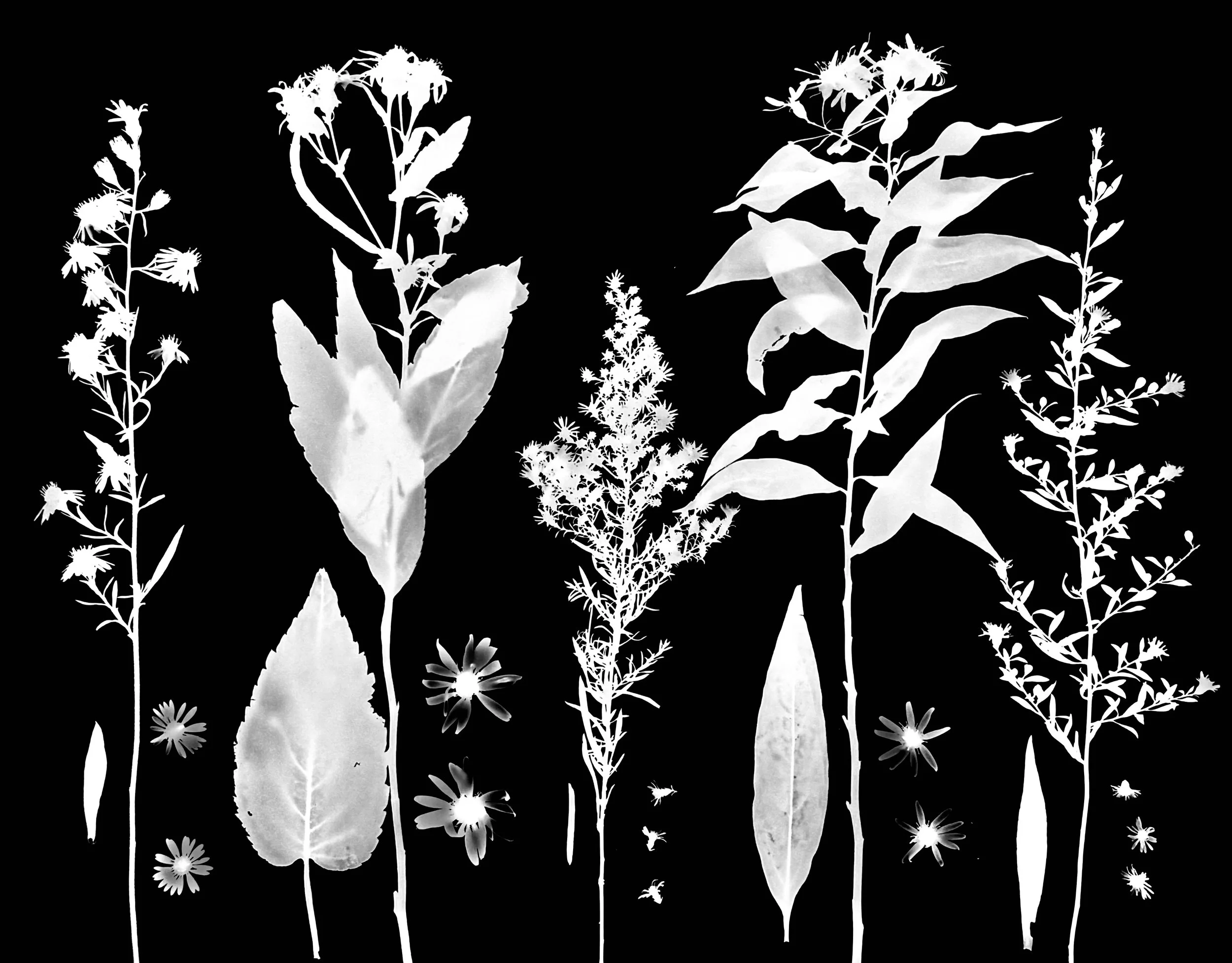 Asters: Calico, Big-Leaved, Heath, Willow, Hairy.   
Symphyotricum (S.) lateriflorum, Eurybia macrophylla, S. erecodes, S. praealtum,
S. pilosum.    11x14.   Var.2A.     1 of 2