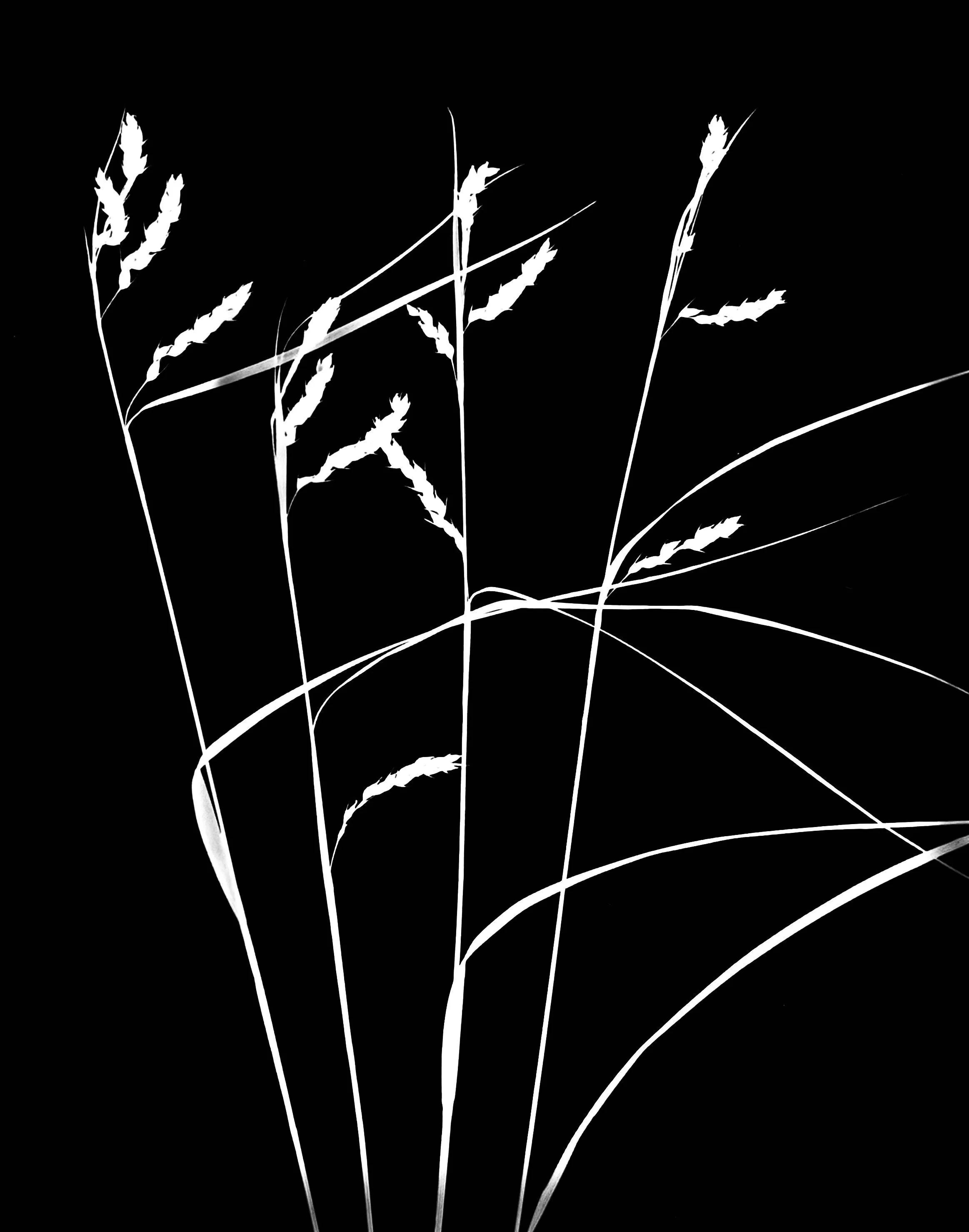 Awned graceful sedge
Carex davisii    8x10