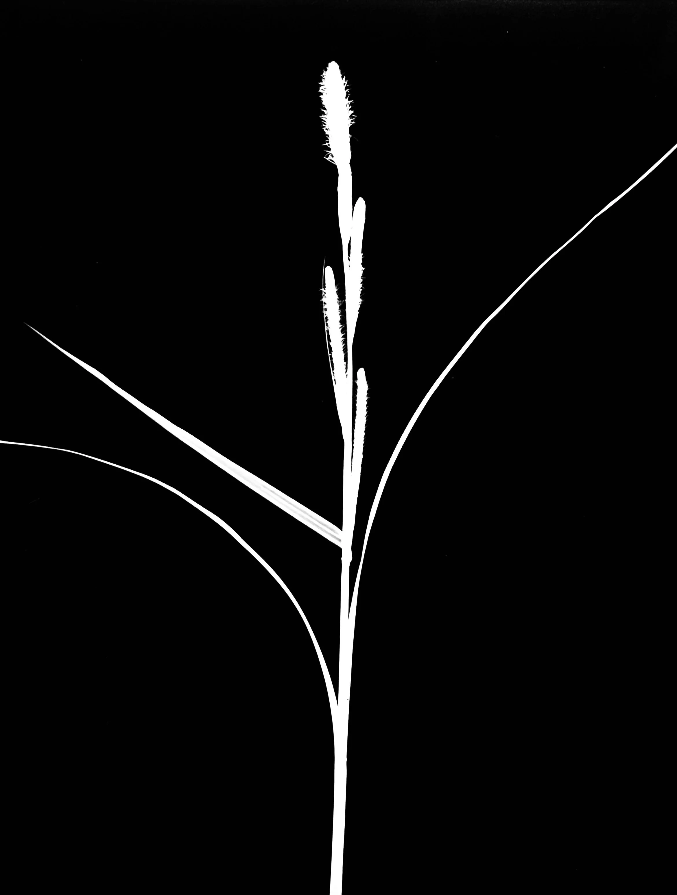 Prairie wooly sedge
Carex pellita  5x7