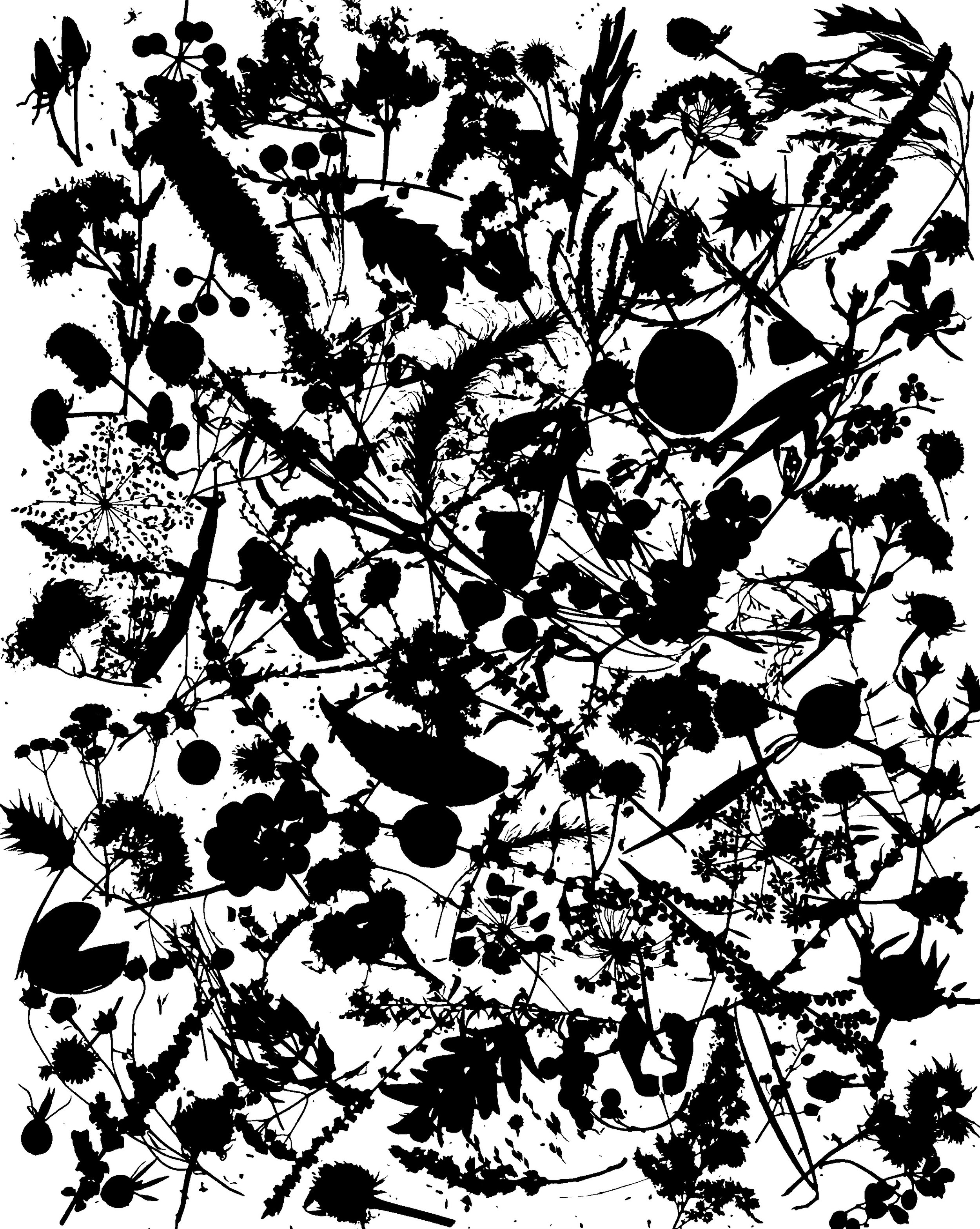 Native woodland, prairie and woodland
seed heads, NE Illinois
20x24.  1B
