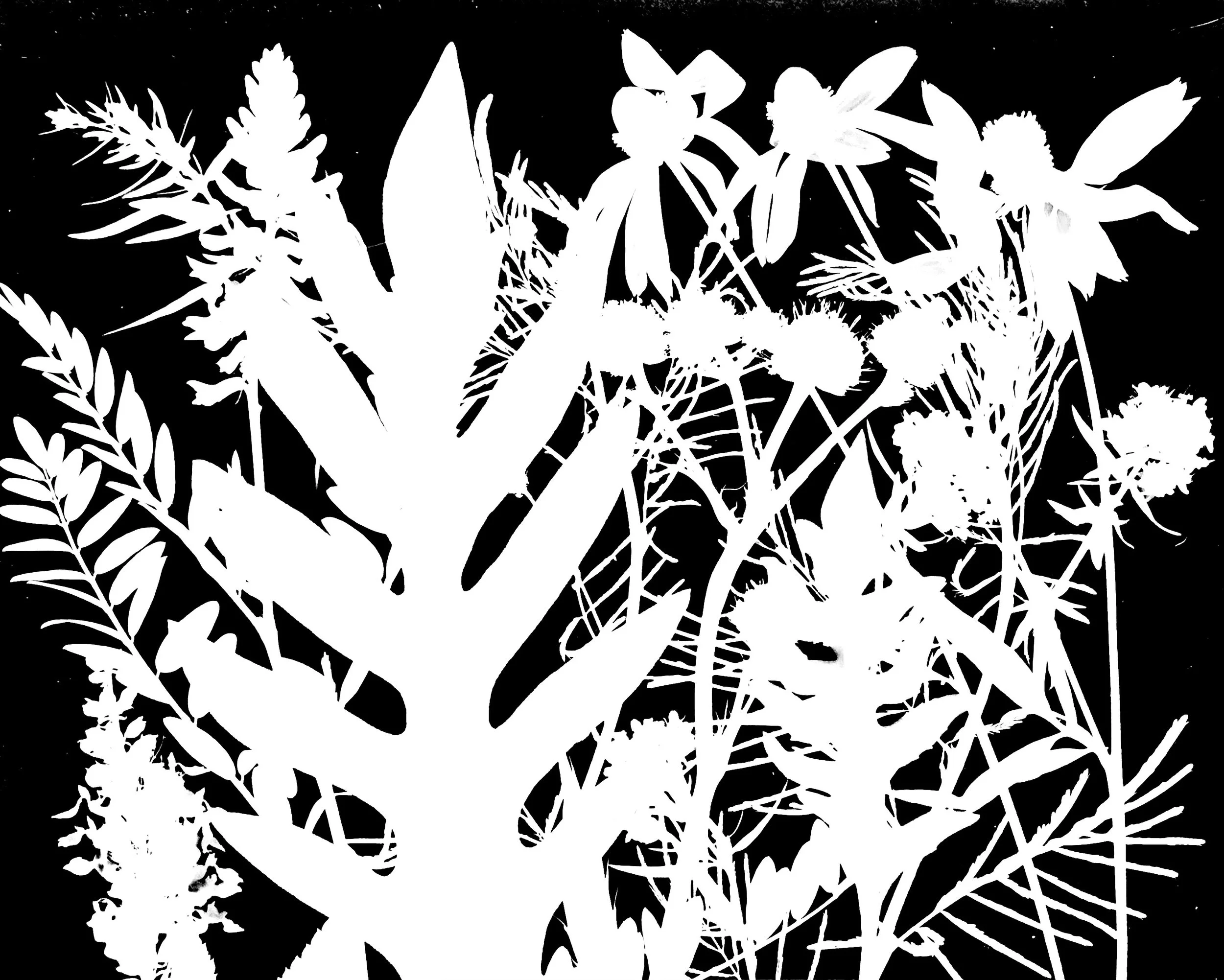 Mid summer natives
8x10.   10A