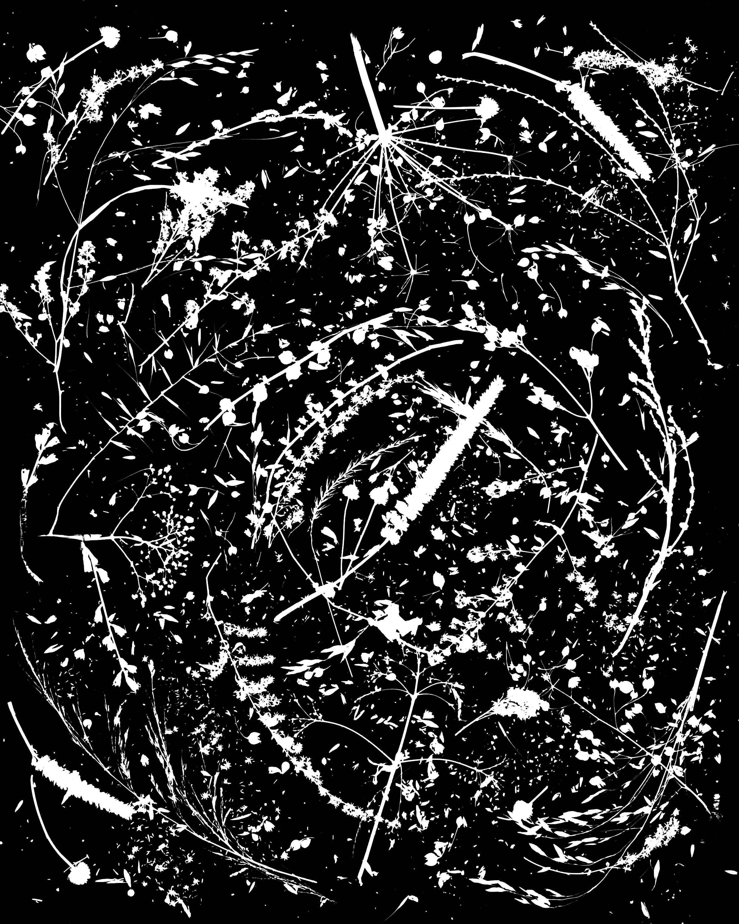 Native woodland,prairie and wetland 
seed heads, NE Illinois
16x20