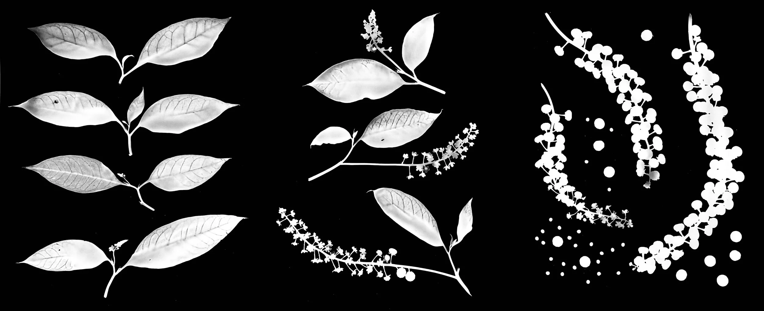 Pokeweed Life Cycle
Phytolacca americana. 14x33