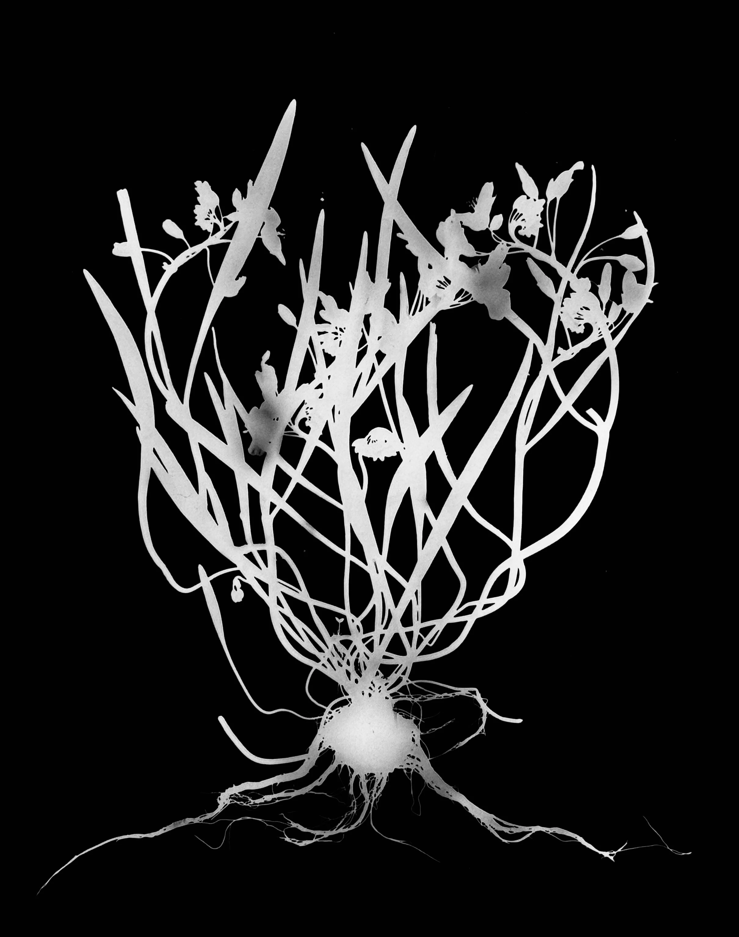 Spring beauty roots
Clayton Virginia. 8x10