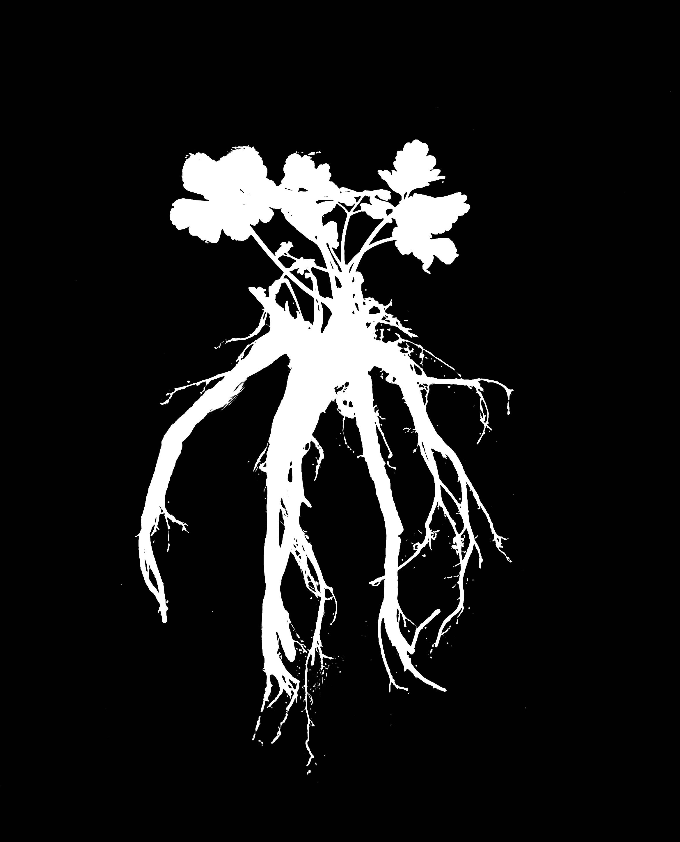 Wild Columbine. 8x10
Aquilegia canadensis