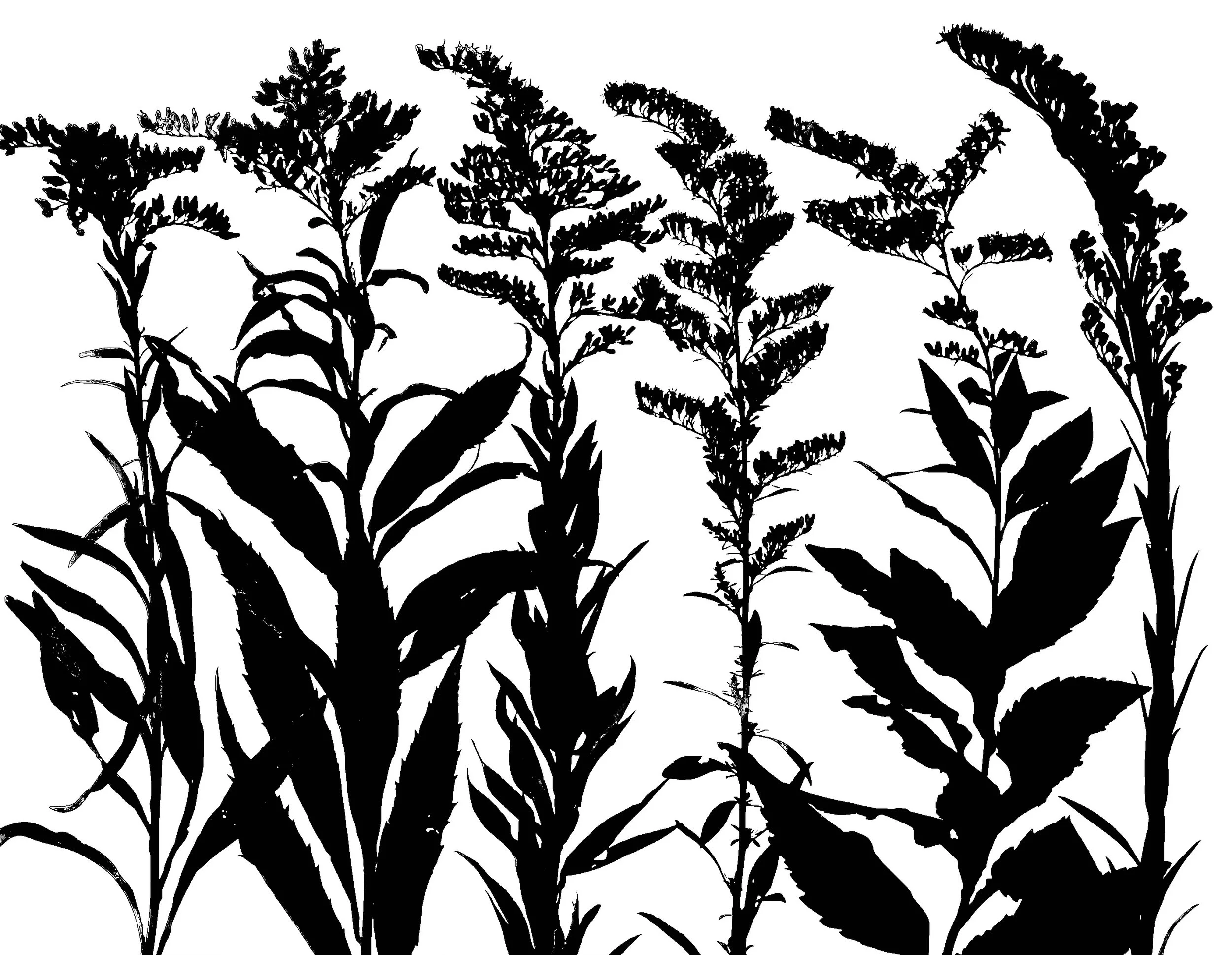 Golderods in bloom: Riddell's, Canada, Tall, Early, Elm-Leaved, Seaside (non native)
Oligoneuron riddellii, Solidago canadensis, Solidago altissima, Solidago juncea, Solidago ulmifolia, Solidago sempervirens.  
11x14.   1B