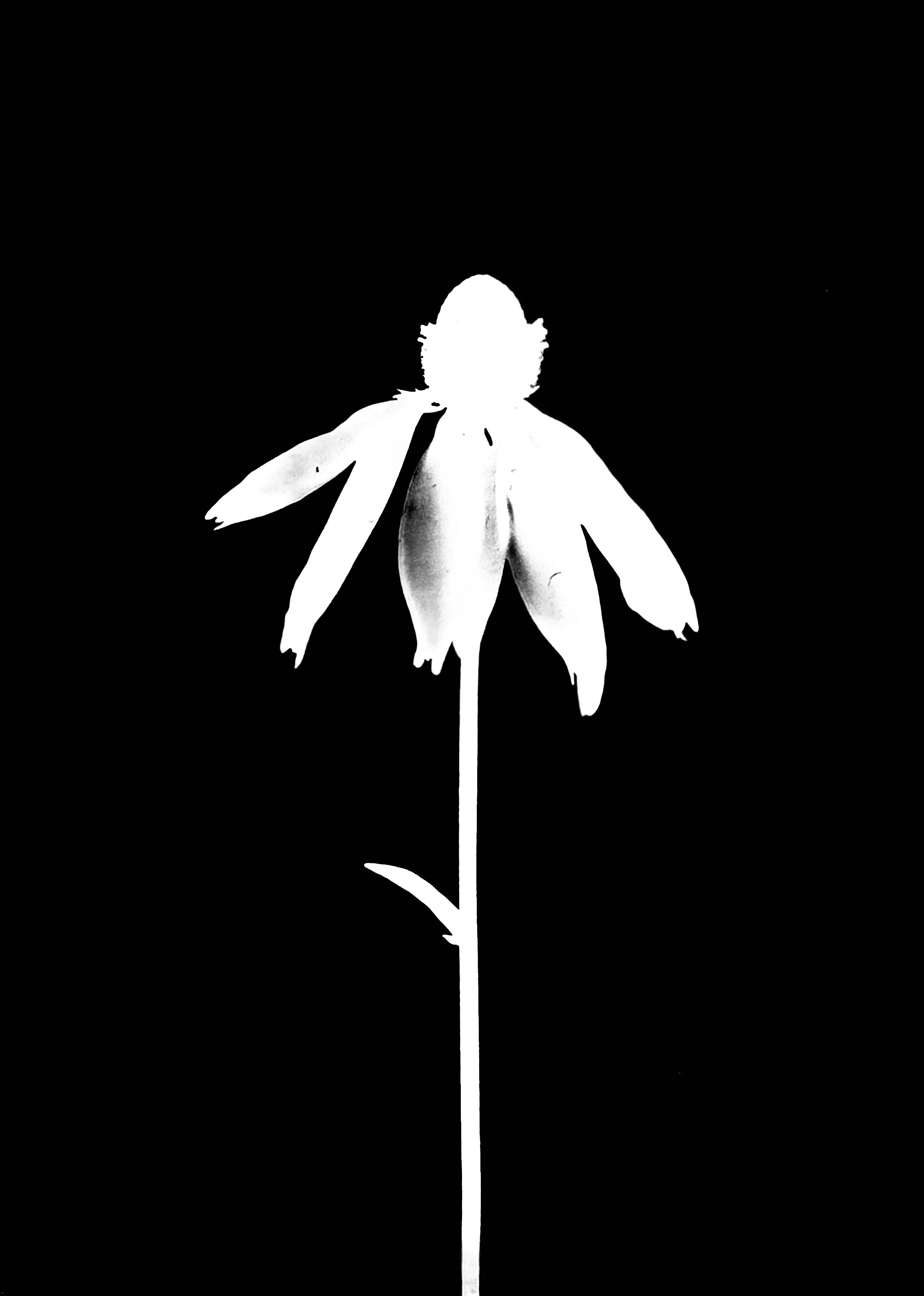 Yellow coneflower
Ratibida pinnata. 5x7