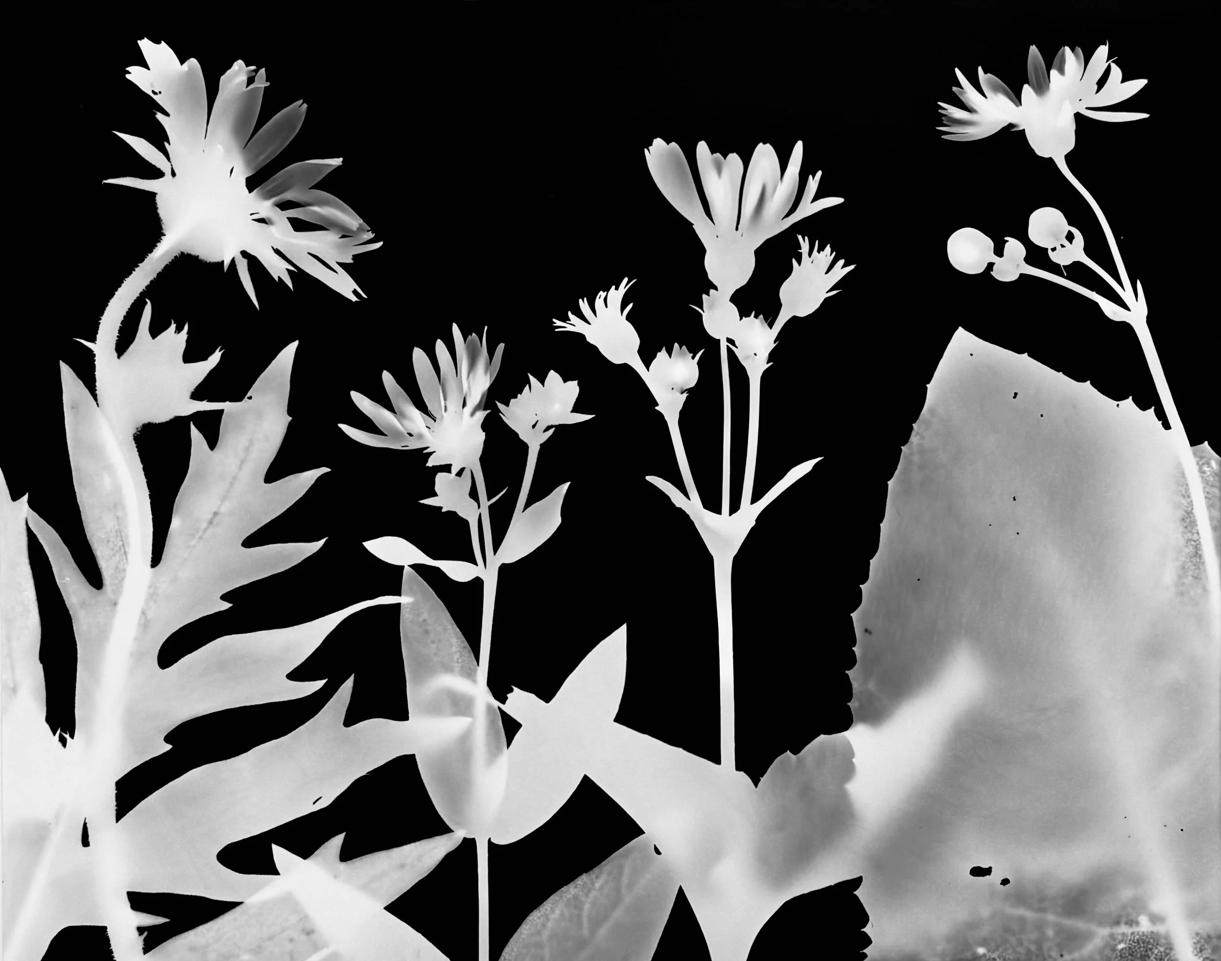 The Silphiums : L toR : Compass plant, Rosinweed, cup plant, prairie dock
S. laciniatum, S.integrifolium, S. perfoliatum, 
S. terebinthinaceum.      11x14.  1A