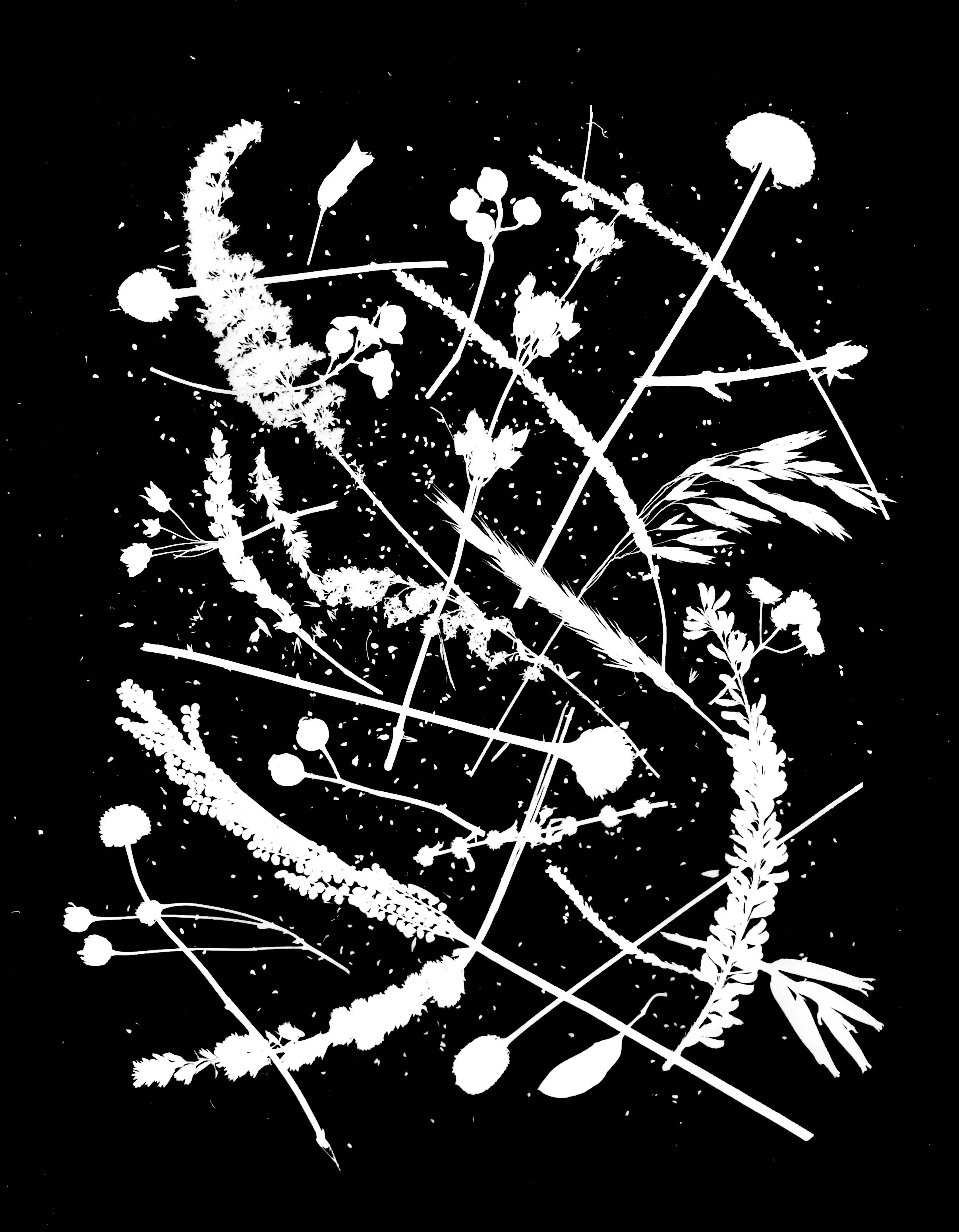 Native leaves, flowers and seeds, NE Illinois
11x14