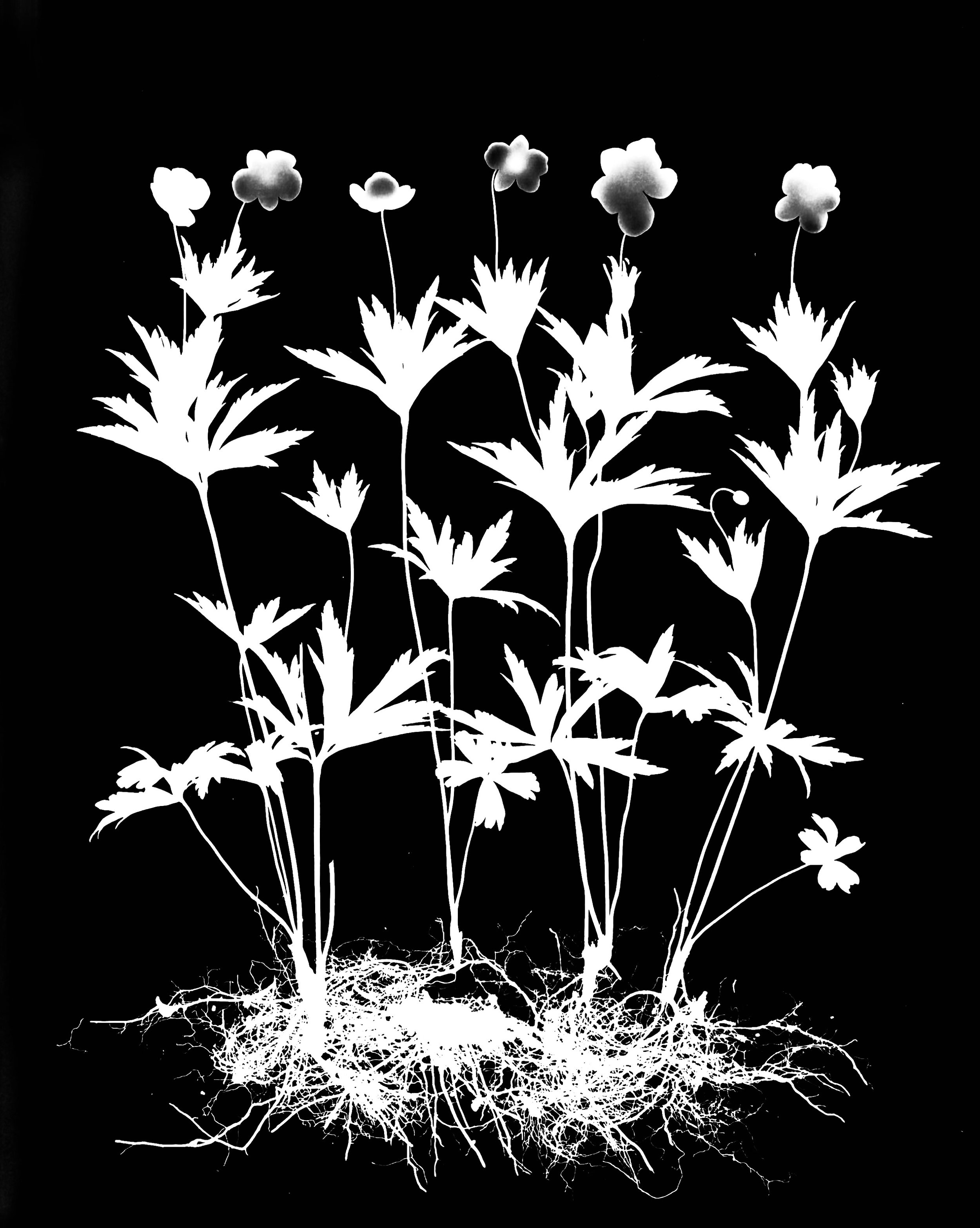 Meadow Anemone. 16x20
Anemone canadensis