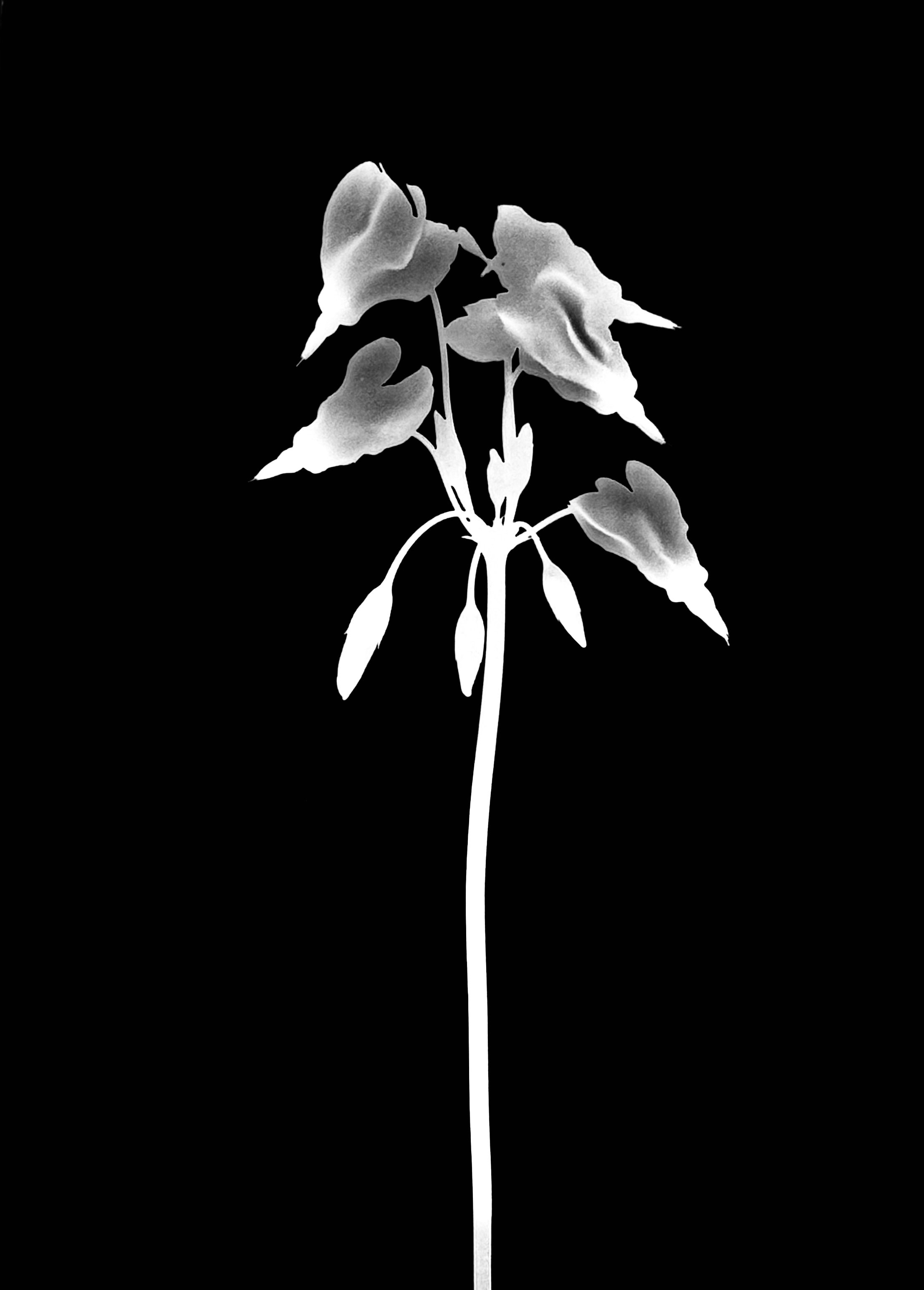 Shooting star. 5x7
Dodecatheon meadia