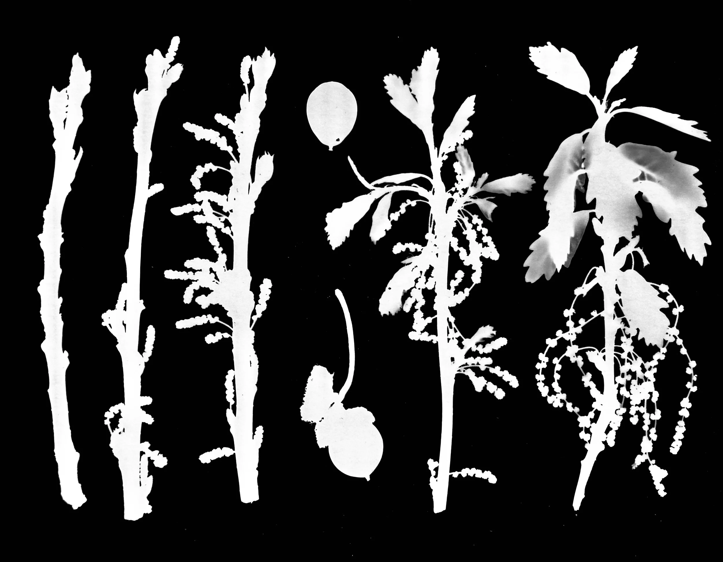 Swamp White Oak Bloom Progression
Quercus bicolor
11x14