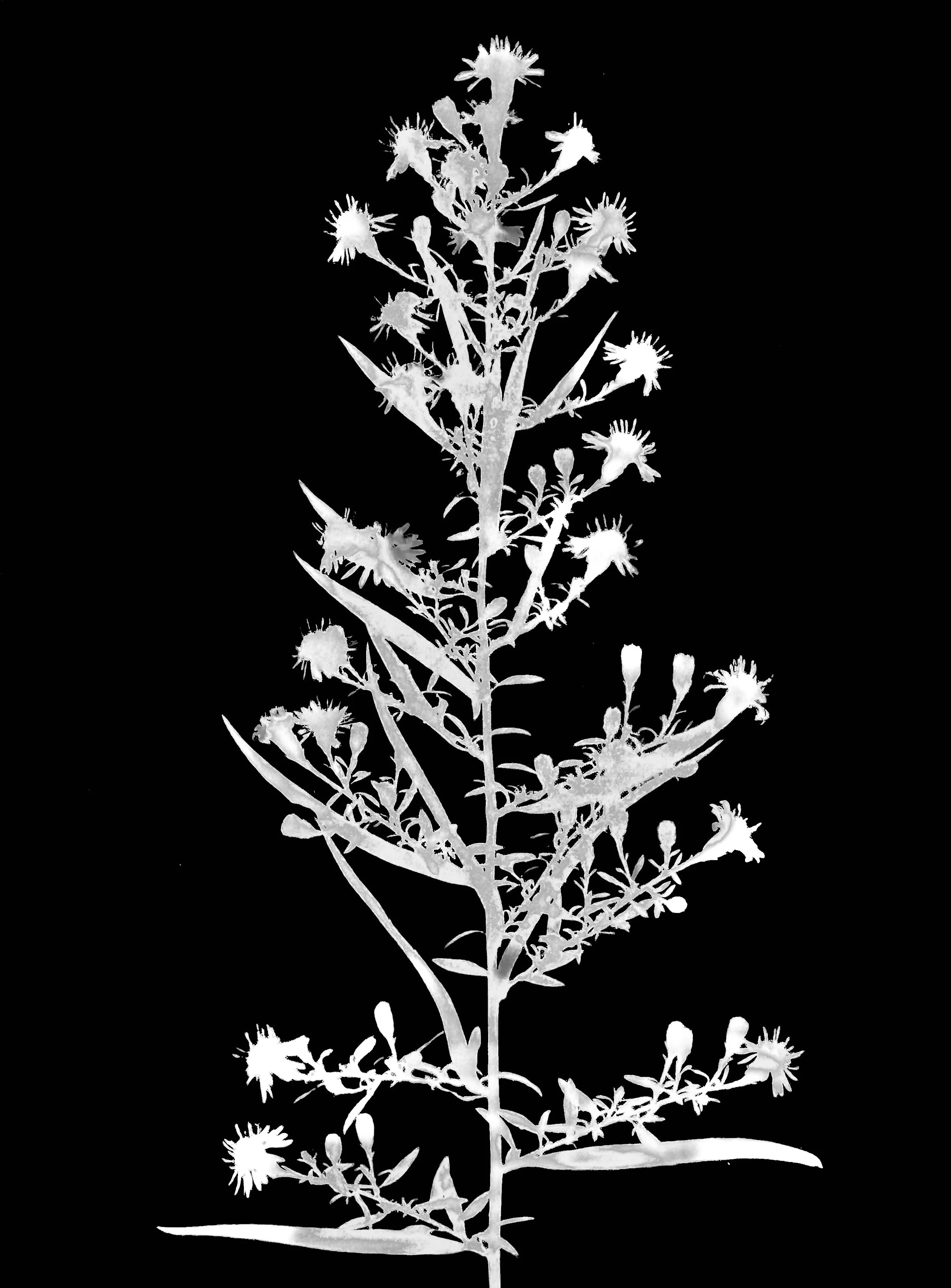 Side flowering aster. 5x7
Symphyotrichum lateriflorum