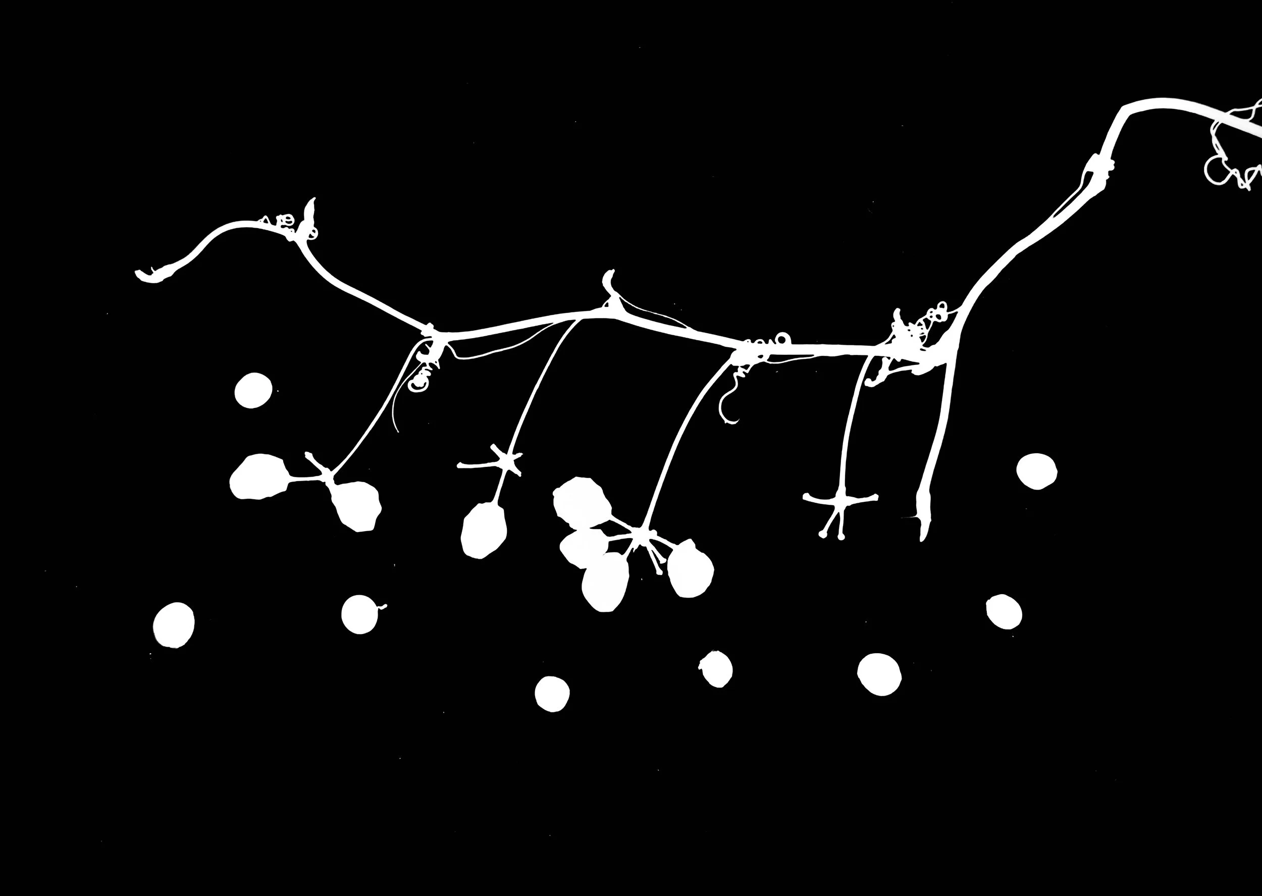 Bristly Cat Brier berries
Smilax hispida.  8x10