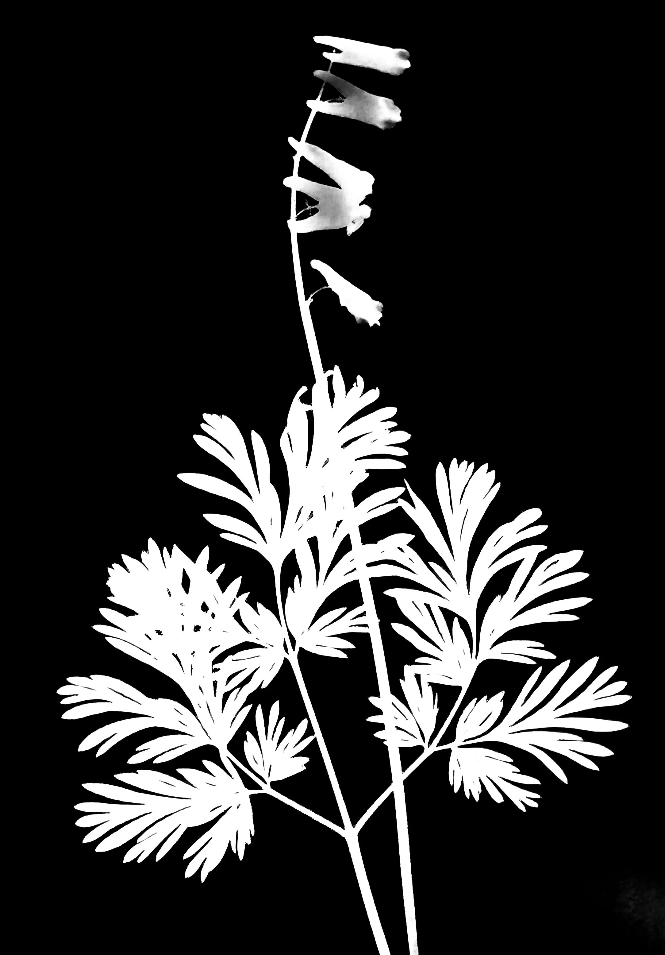 Dutchman's Breeches.    
 Dicentra cucullaria
5x7