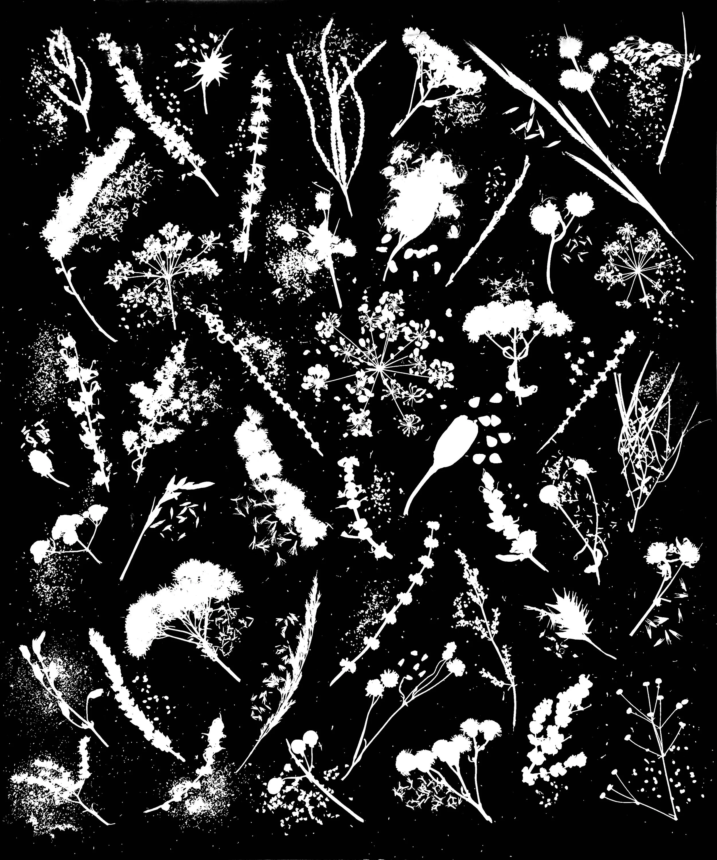 Native woodland, prairie and wetland seed heads, NE Illinois
16x20