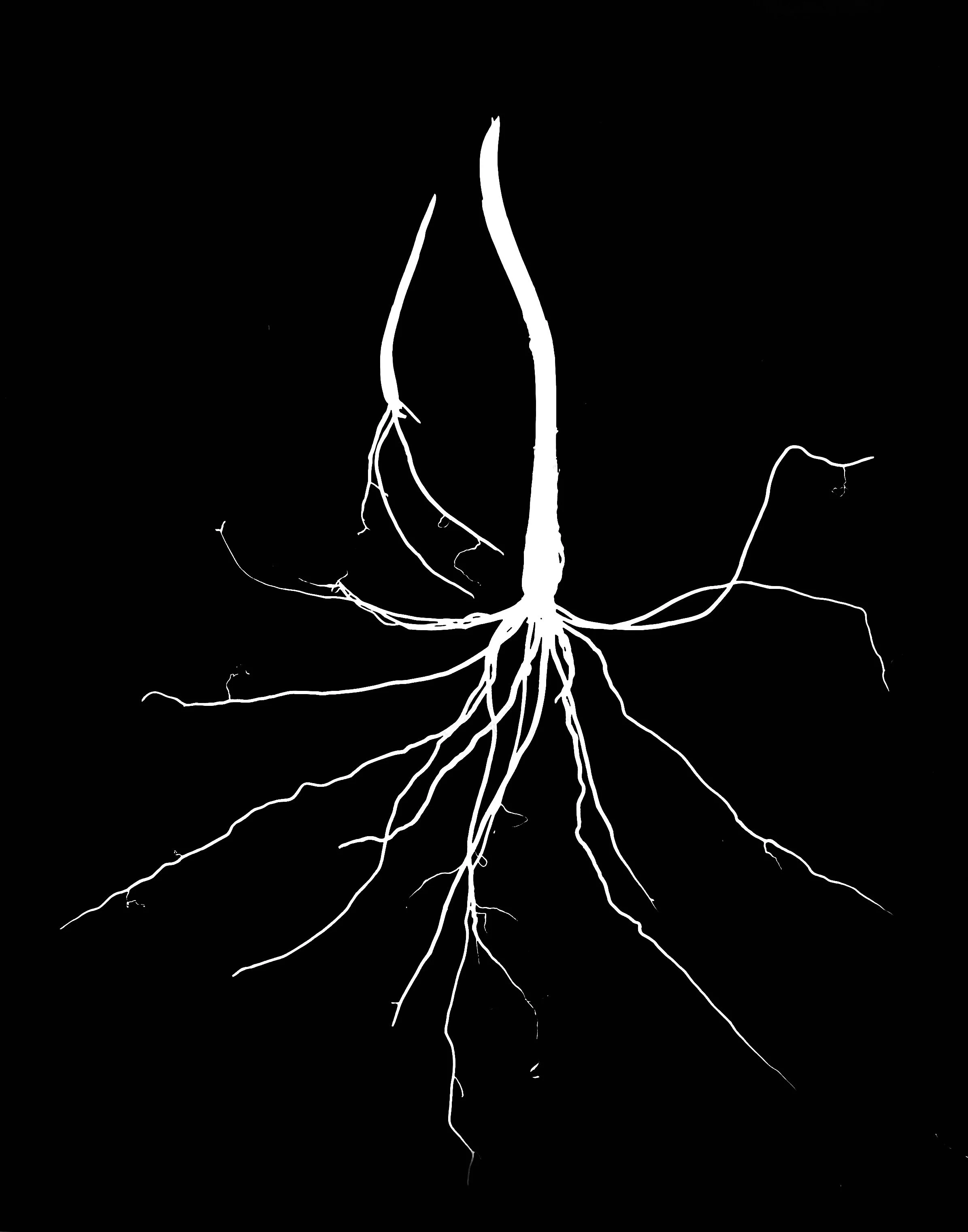 Wild Leek. 8x10
Allium tricoccum