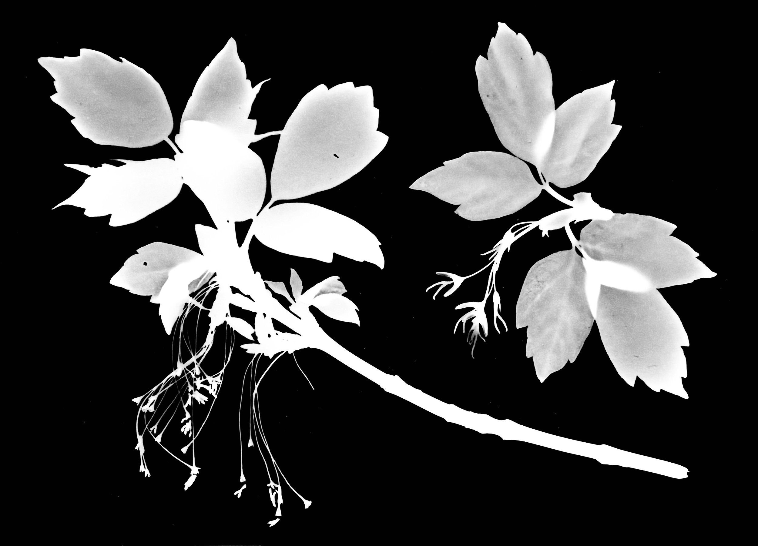 Box Elder,  Male-left, Female right
Acer negundo   8x10