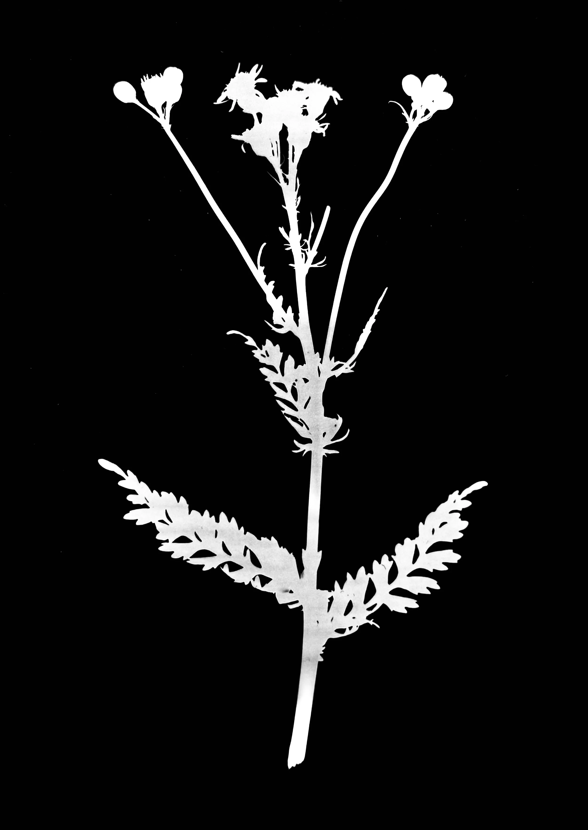 Balsam ragwort. 5x7
Packera paupercula