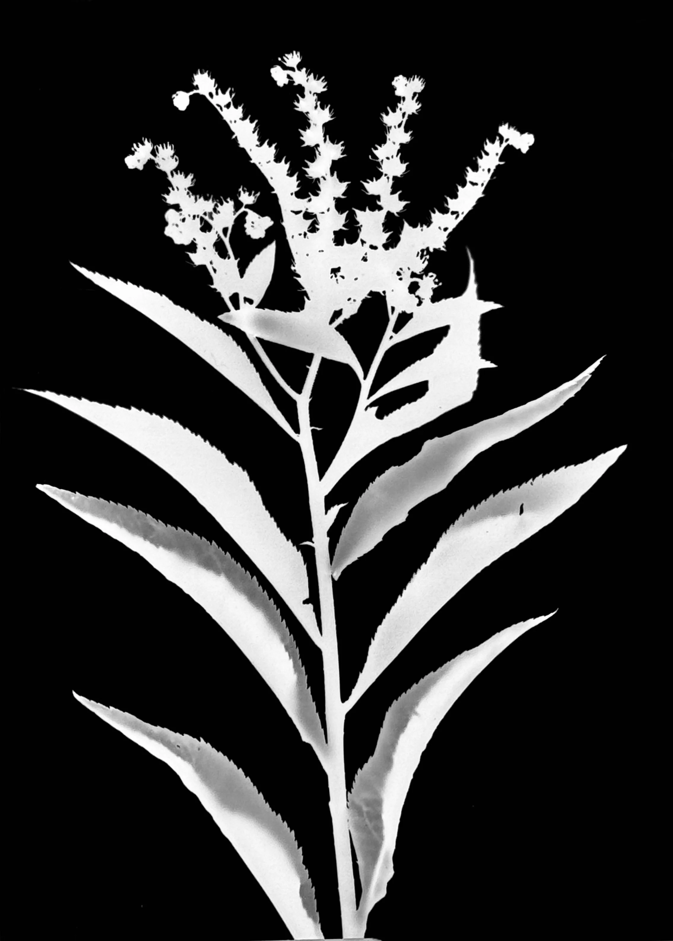 Ditch stonecrop. 5x7
Penthorum sedoides