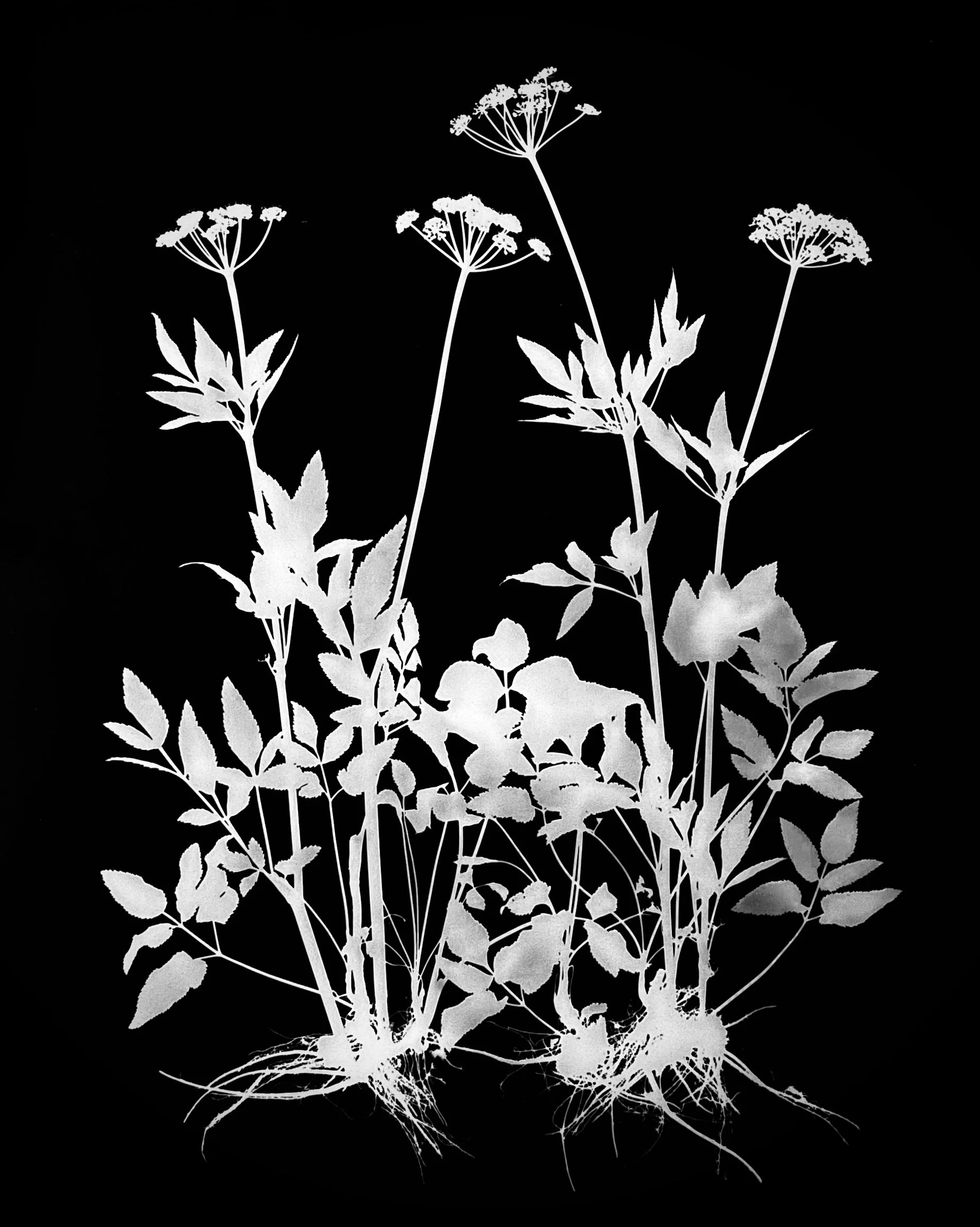 Golden Alexanders
Zizia aurea.  16x20