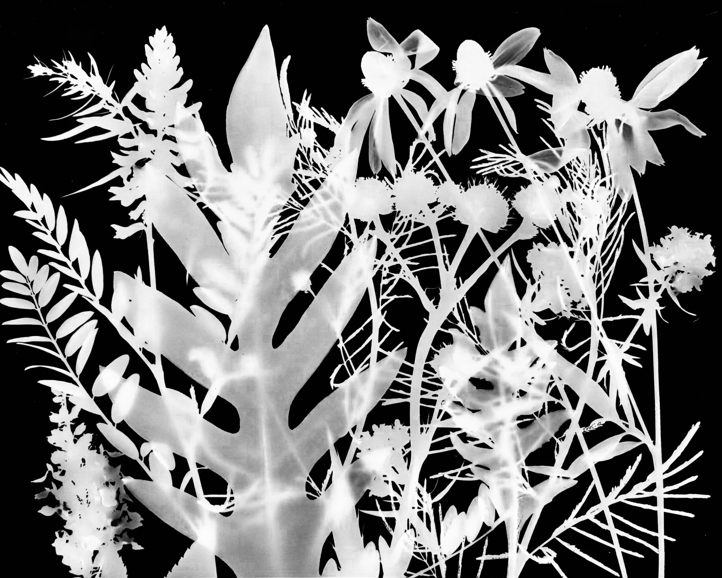 Mid summer natives
8x10.   10B