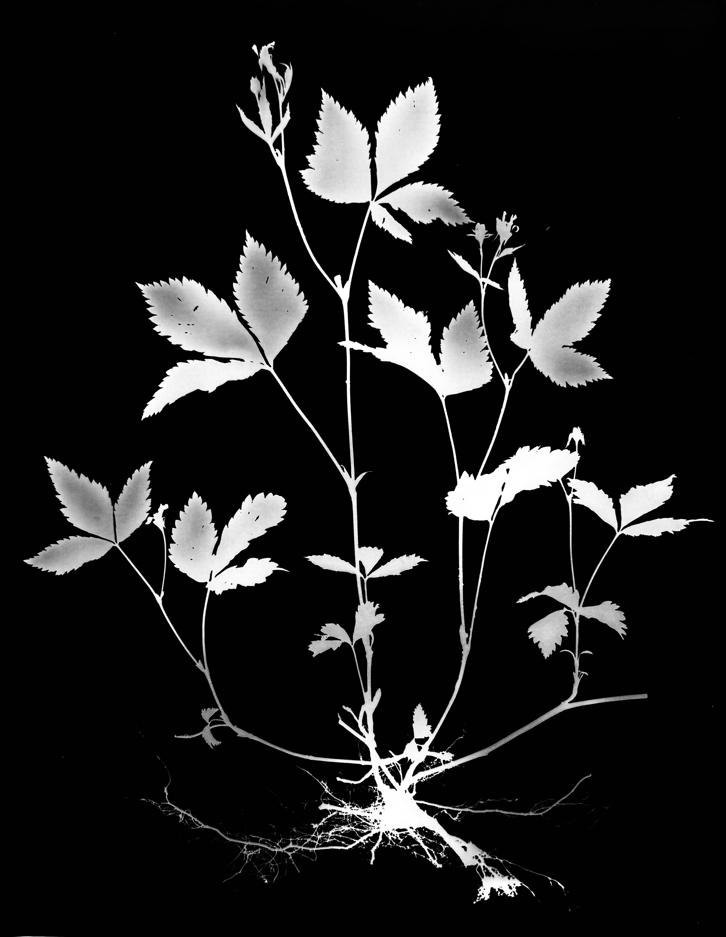 Dwarf Raspberry. 16x20
Rubus pubescens