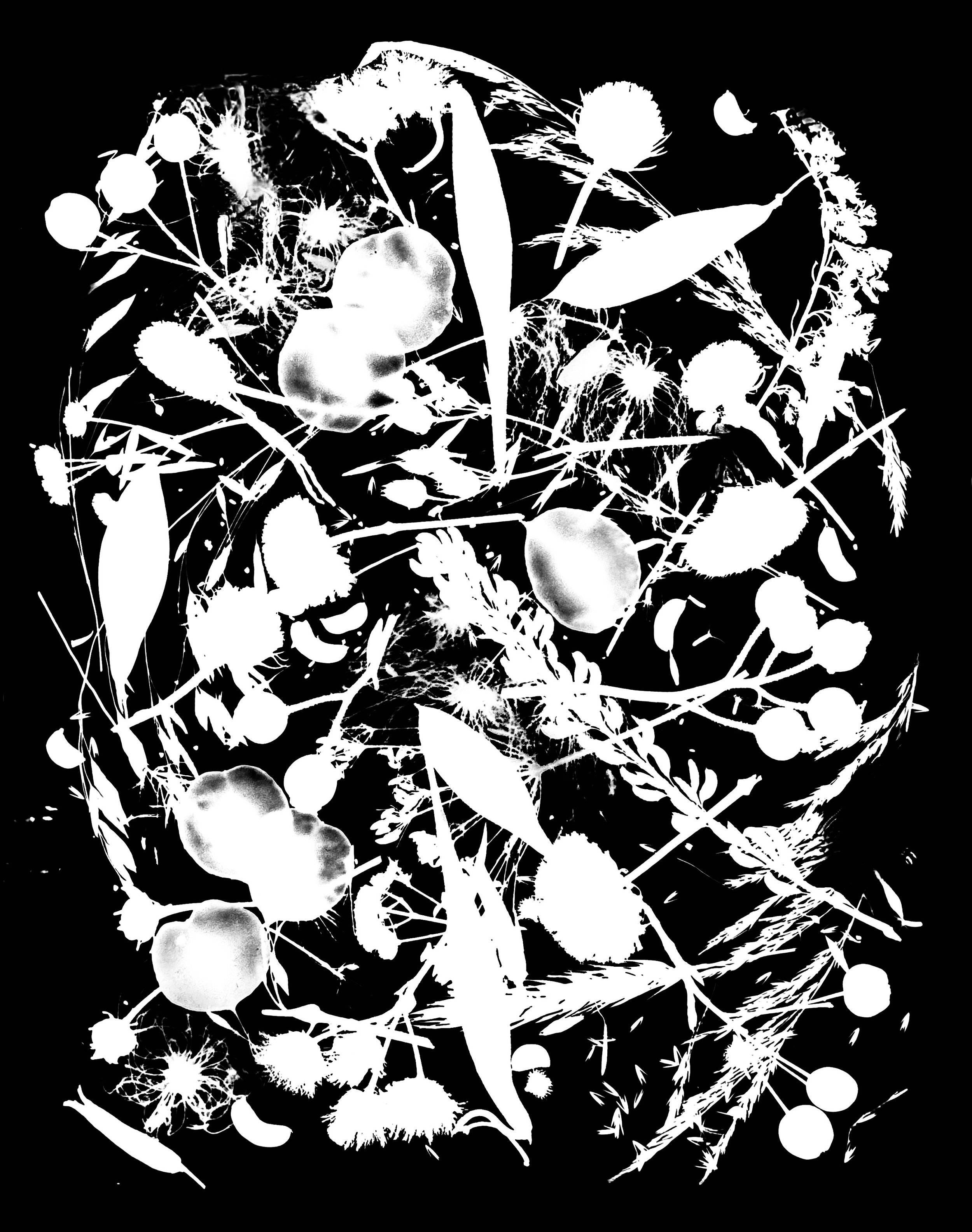 Native leaves, flowers and seeds, NE Illinois
16x20