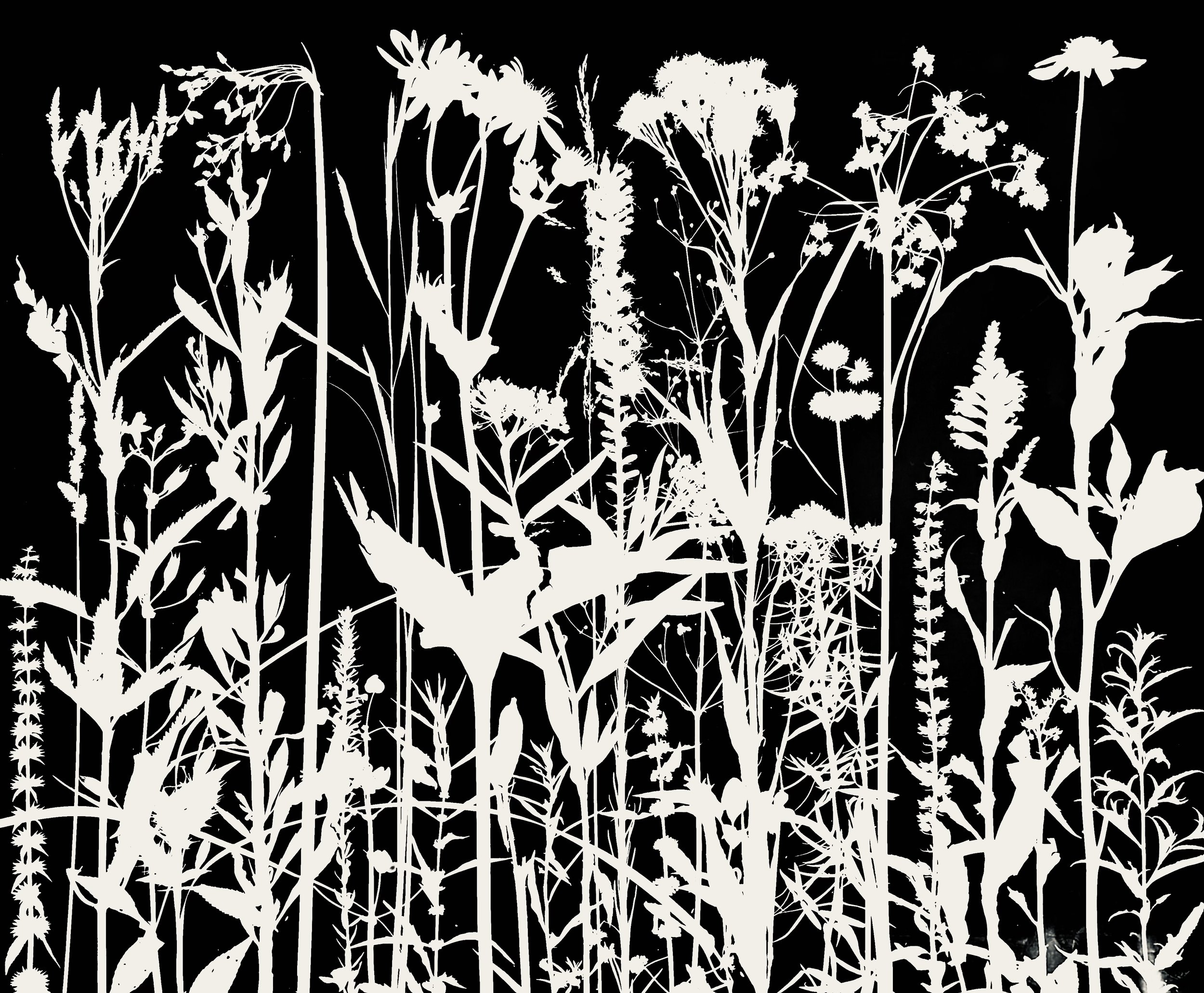Wet Prairie Plants
20x24. 1A