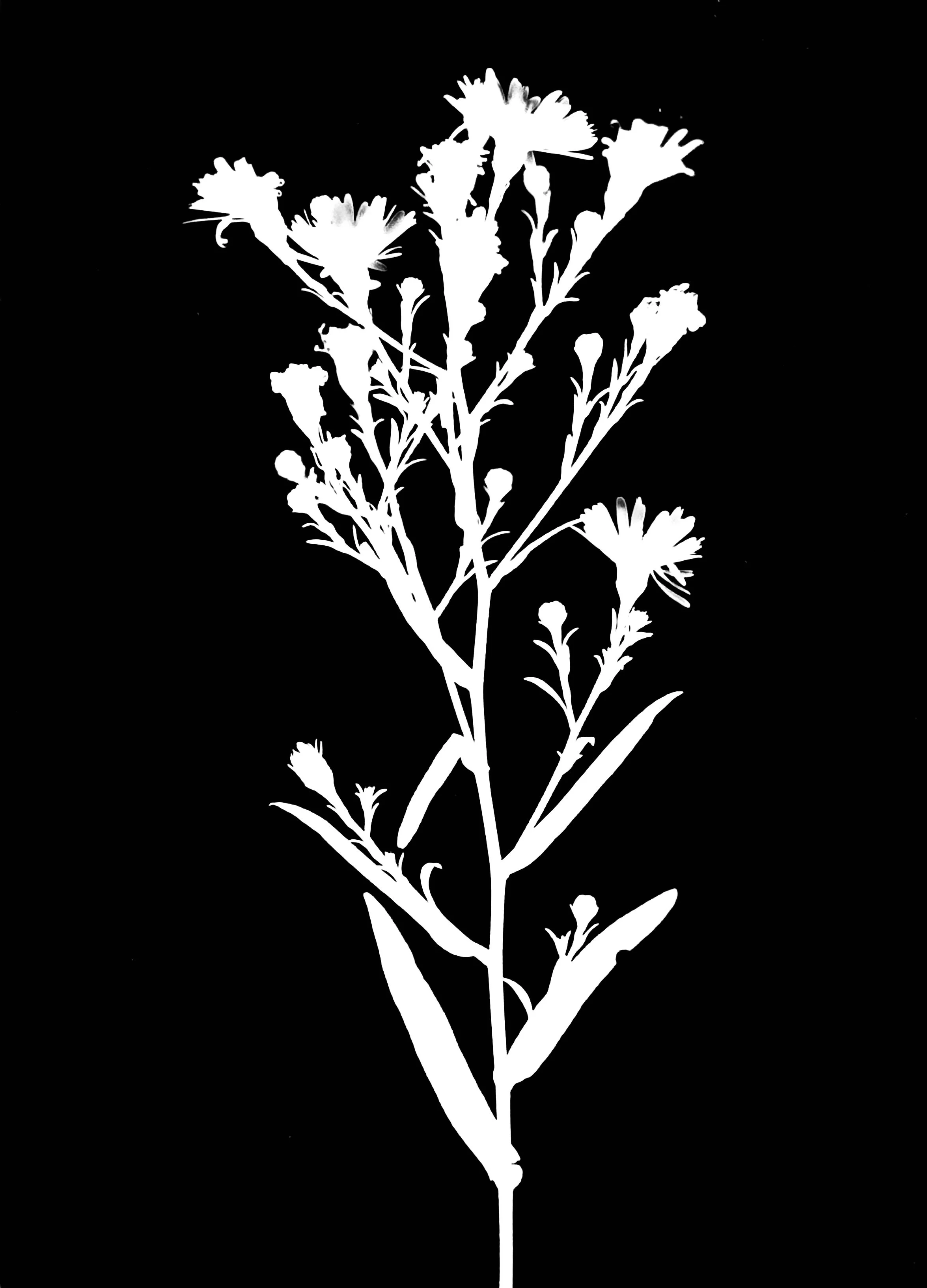 Side flowering aster  5x7
Symphyotrichum lateriflorum