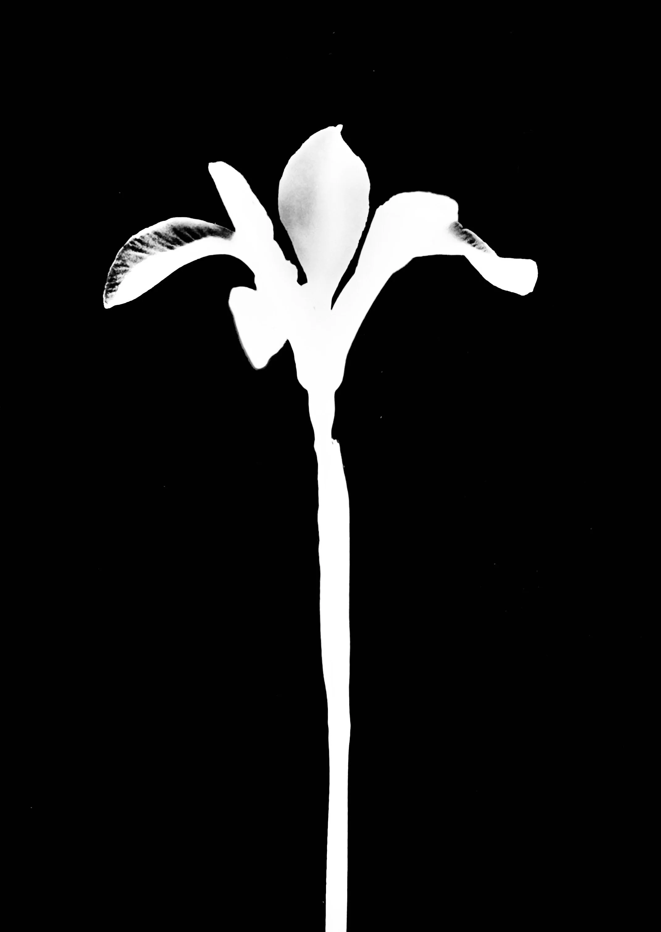 Blue flag iris. 5x7
Iris Virginia var. shrevei