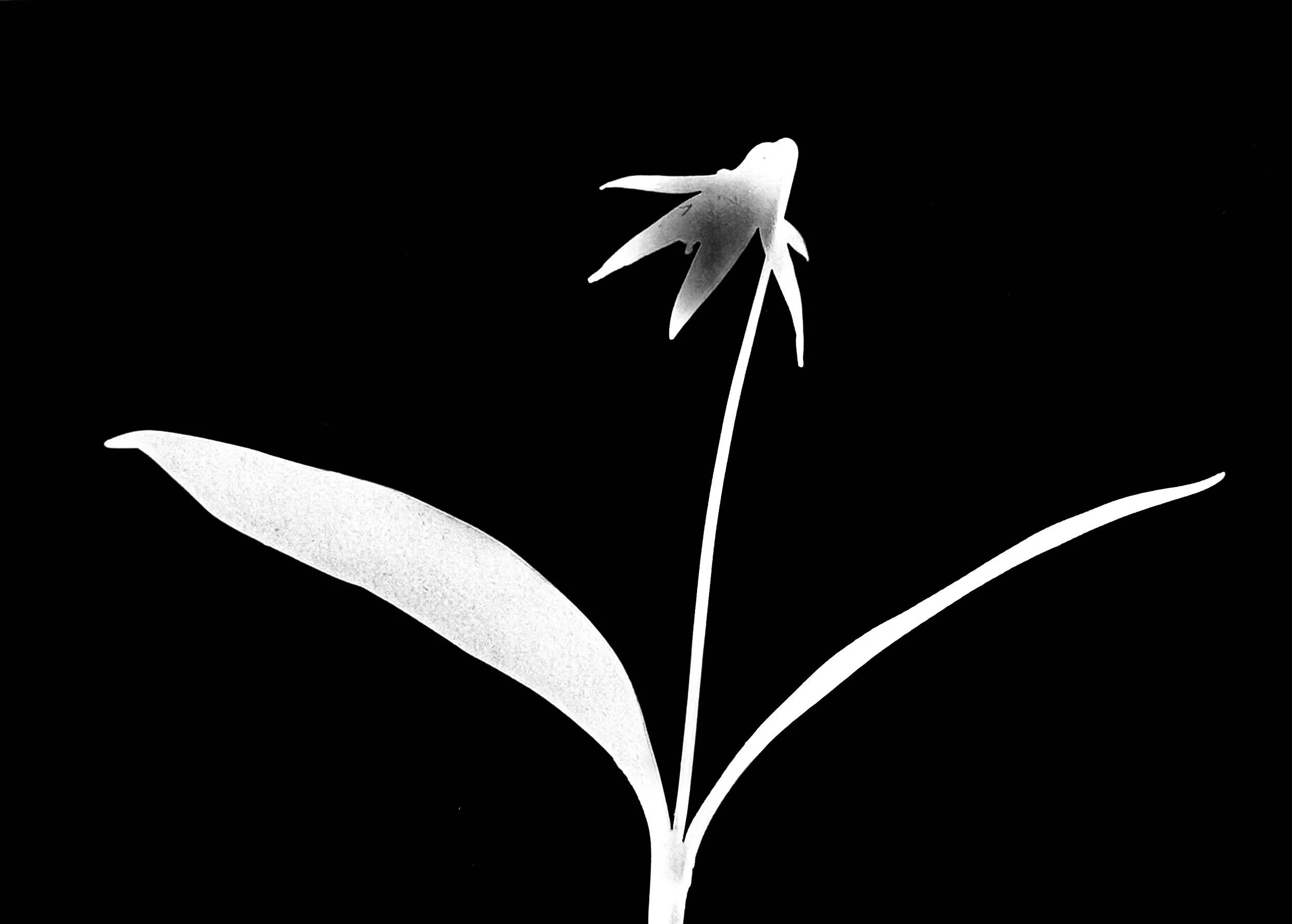 White trout lily. 5x7
Erythronium album