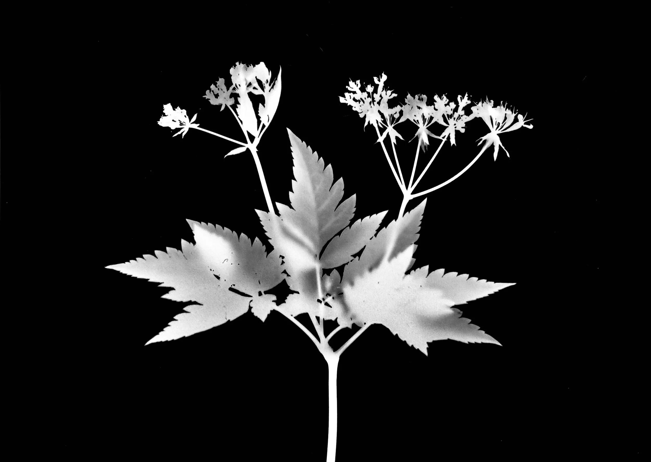 Smooth sweet Cicely
Osmorhiza longistylis. 5x7