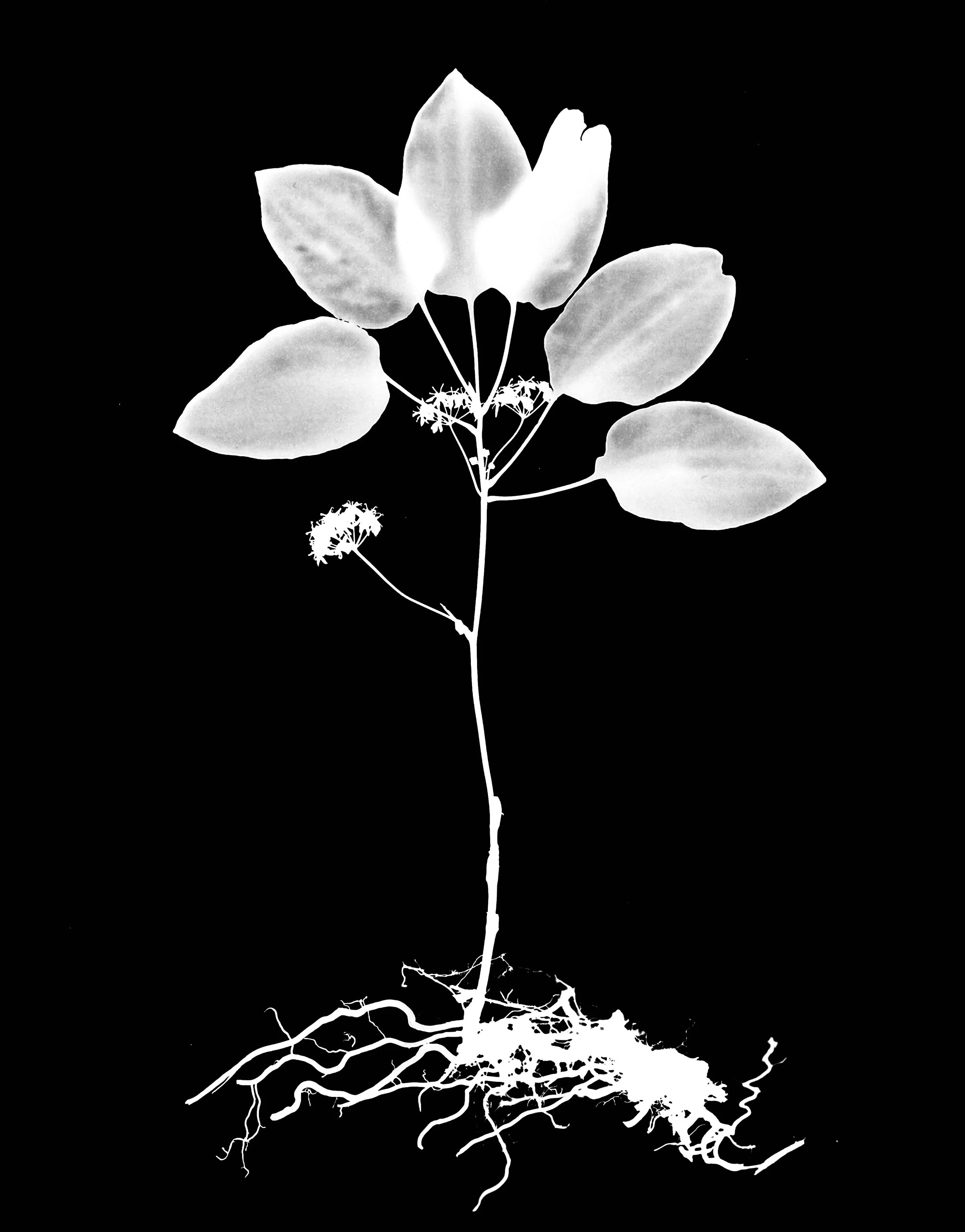 Illinois Carrion Flower
Smilax illinoensis.  16x20