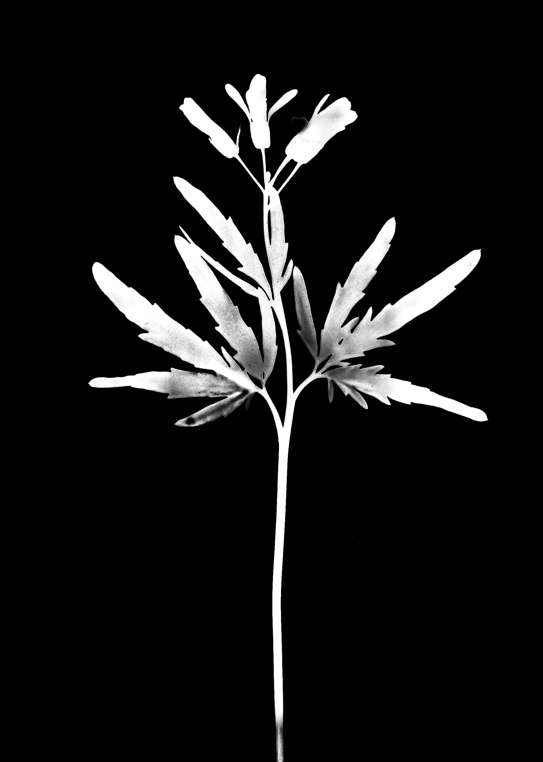 Toothwort. 5x7
Dentaria laciniata