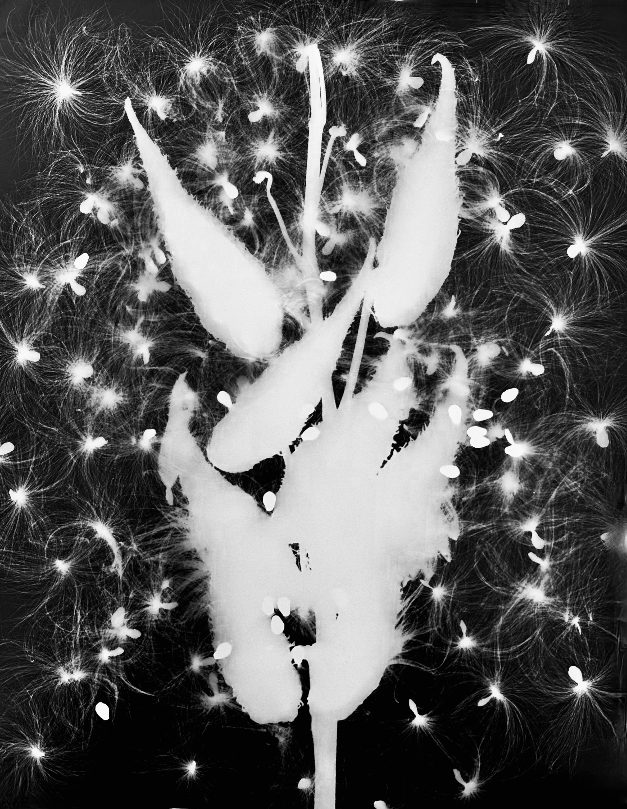 Common Milkweed seeds
Asclepias syriaca. 16x20