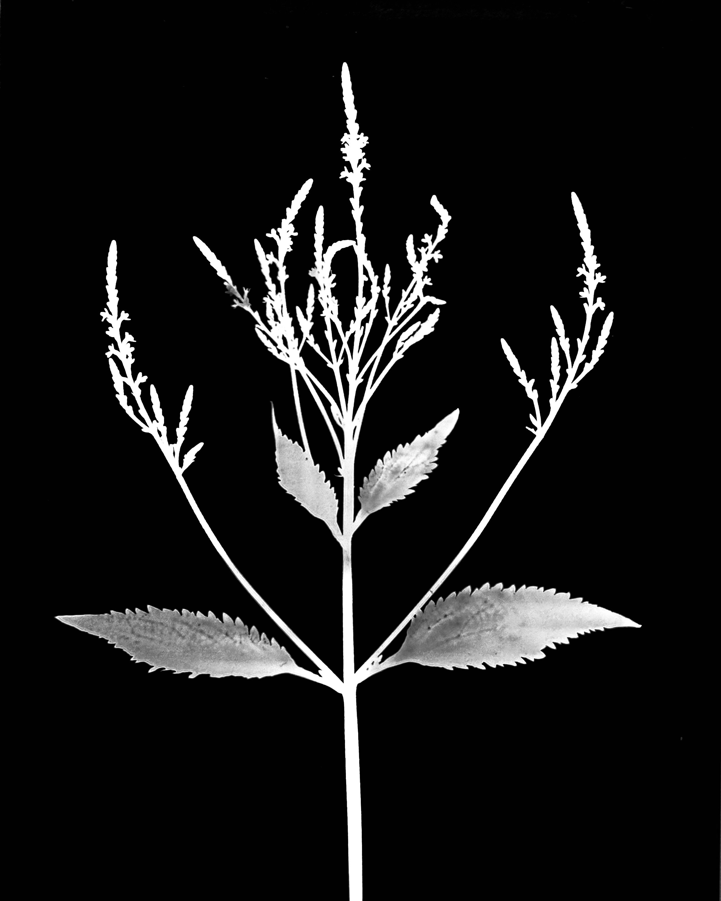 Blue vervain. 5x7
Verbena hastata