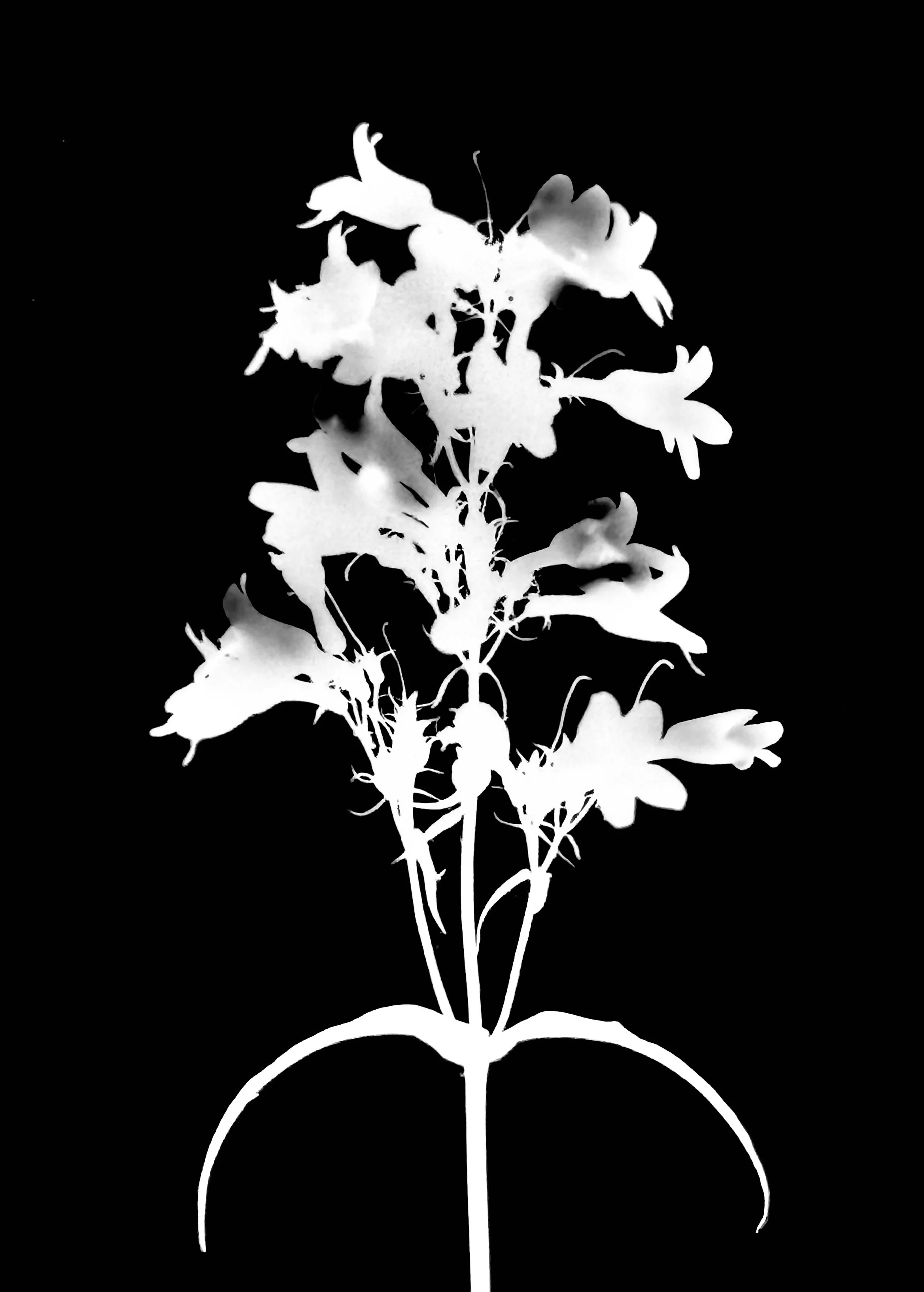 Foxglove beard tongue
Penstemon digitalis. 5x7
