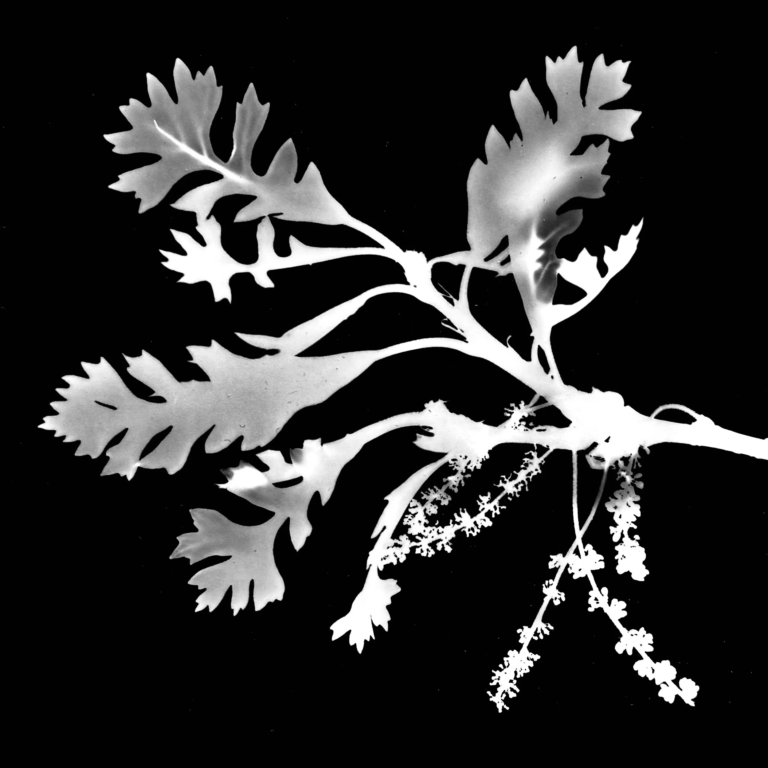 Bur Oak in bloom
Quercus rubra
8x10