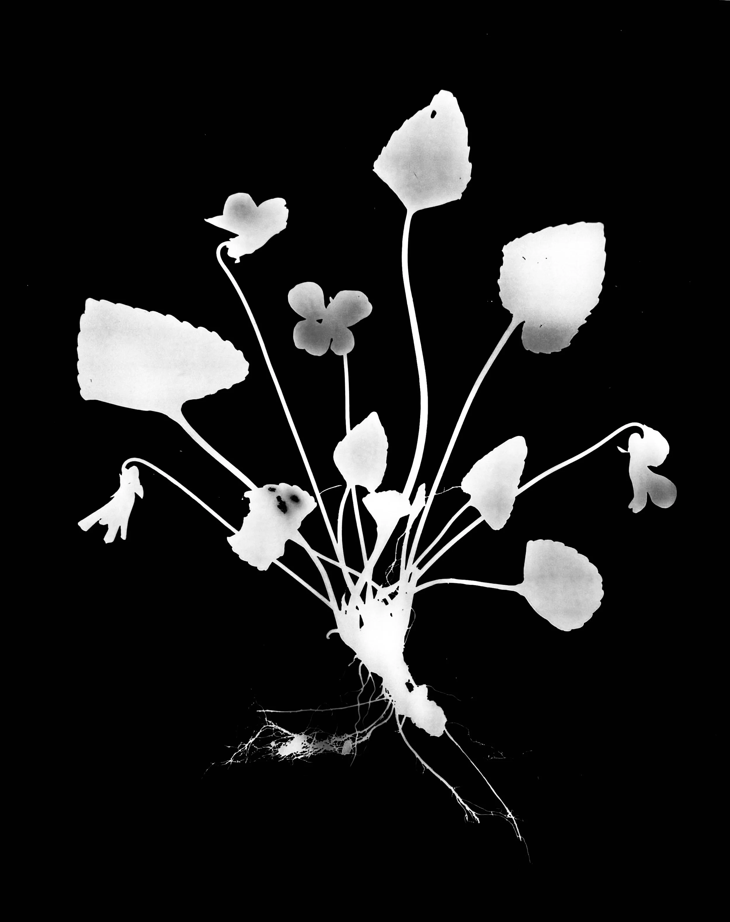 Common Blue violet
Viola sororia.  8x10