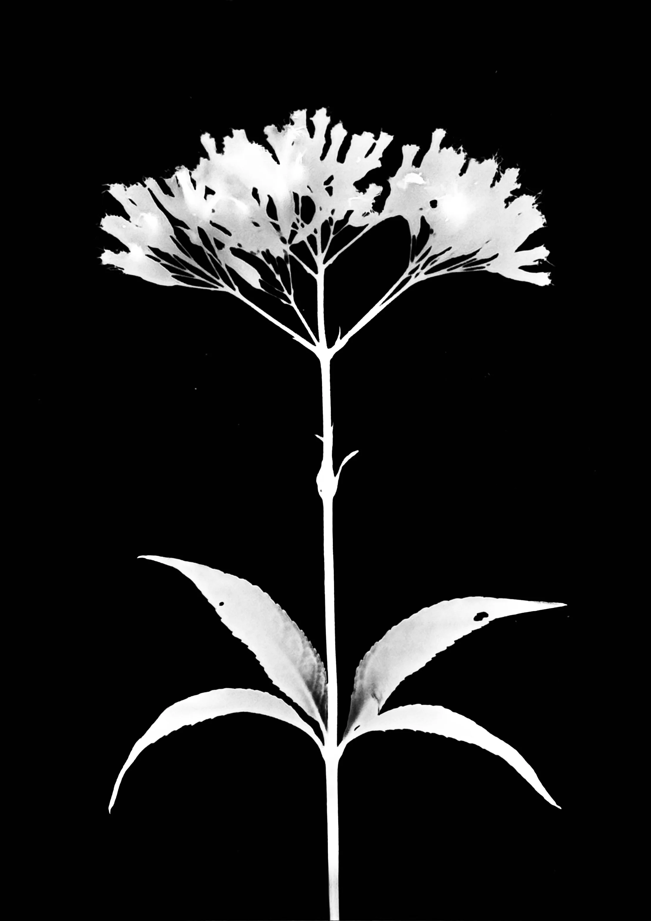 Spotted Joe Pye weed. 5x7
Eutrochium maculatum