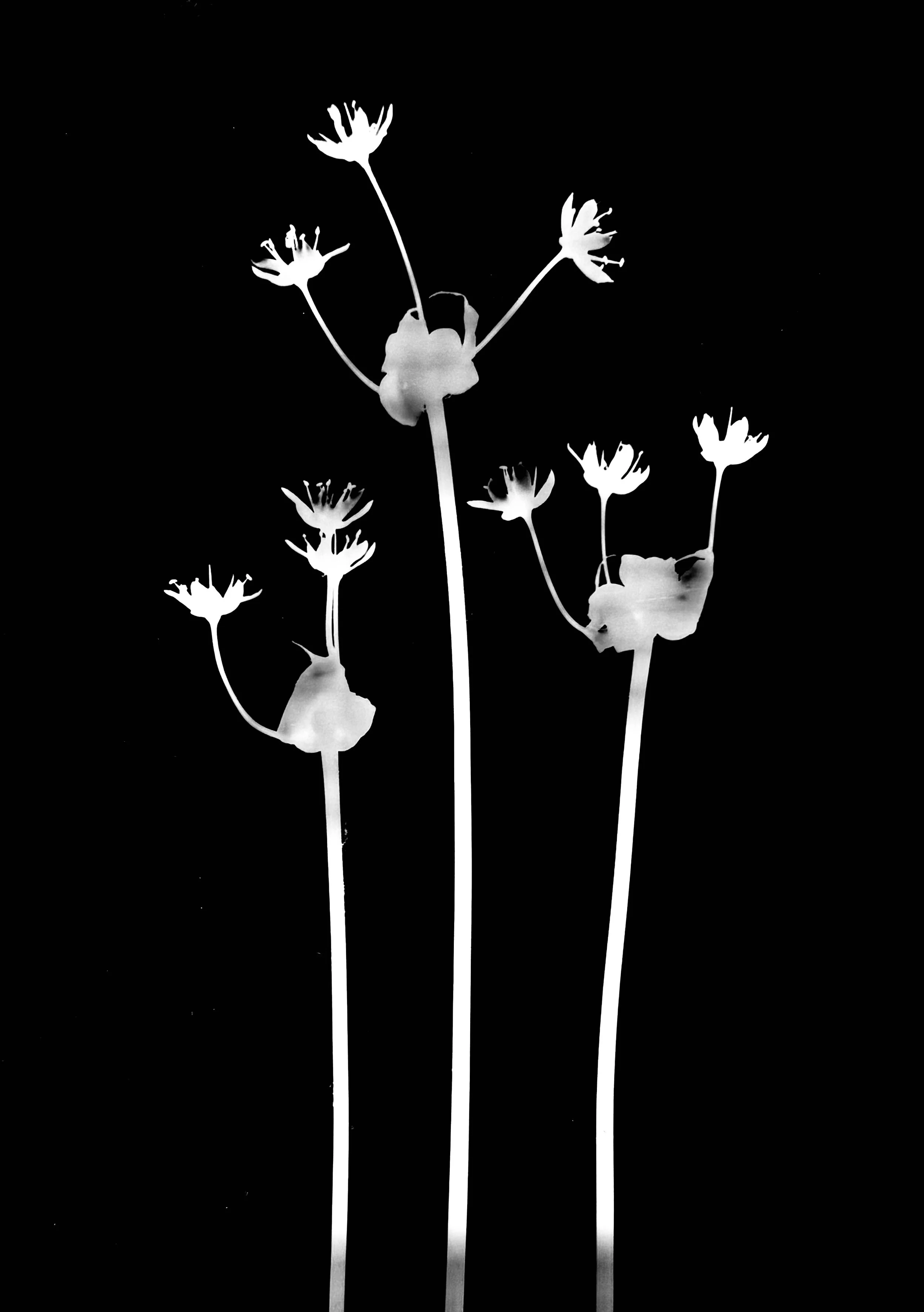 Wild onion. 5x7
Allium canadense