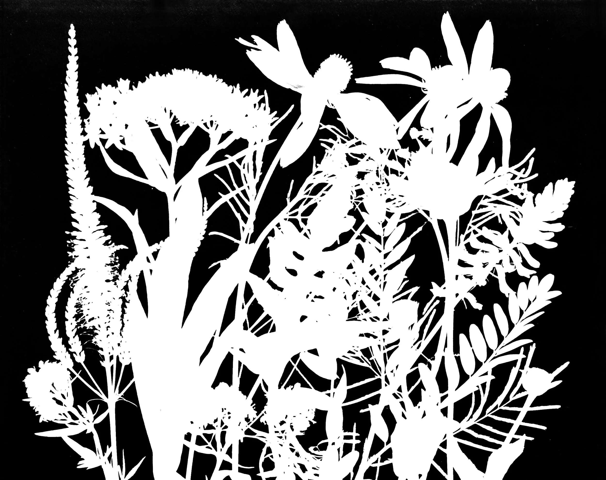 Mid summer natives
8x10.    14A