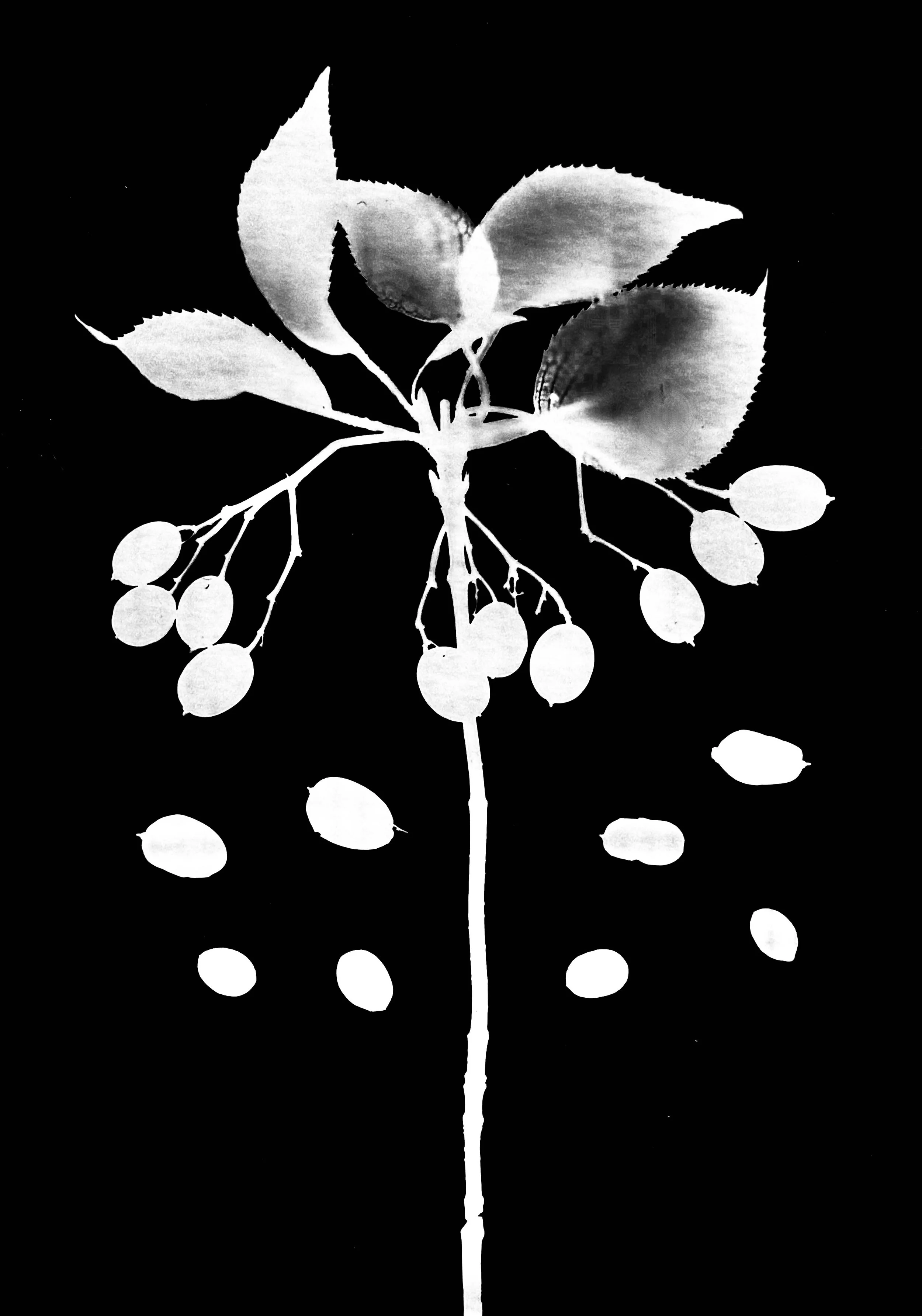 Nannyberry drupes (seeds)
Viburnum lento.  5x7