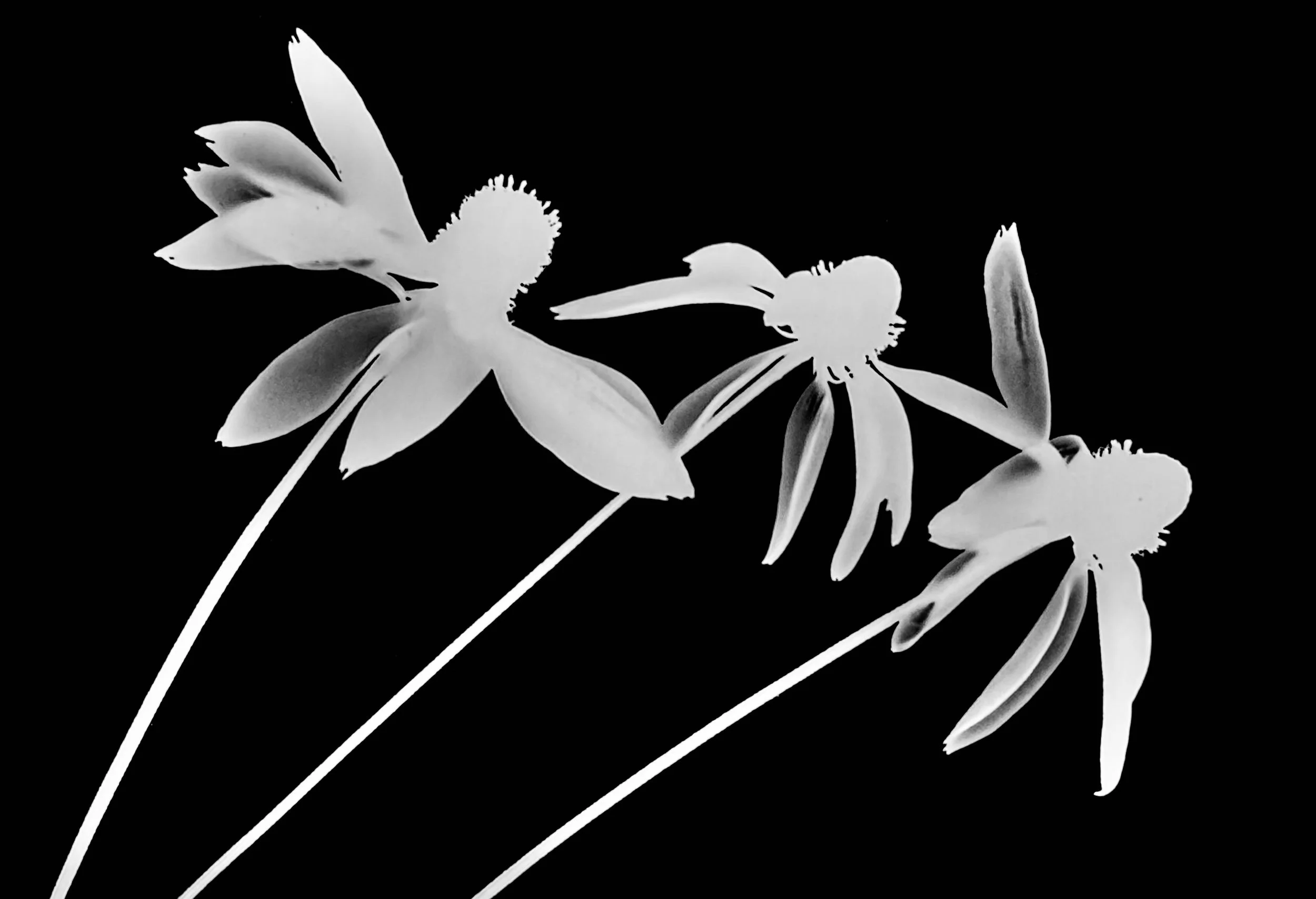 Yellow coneflower
Ratibida pinnata. 5x7