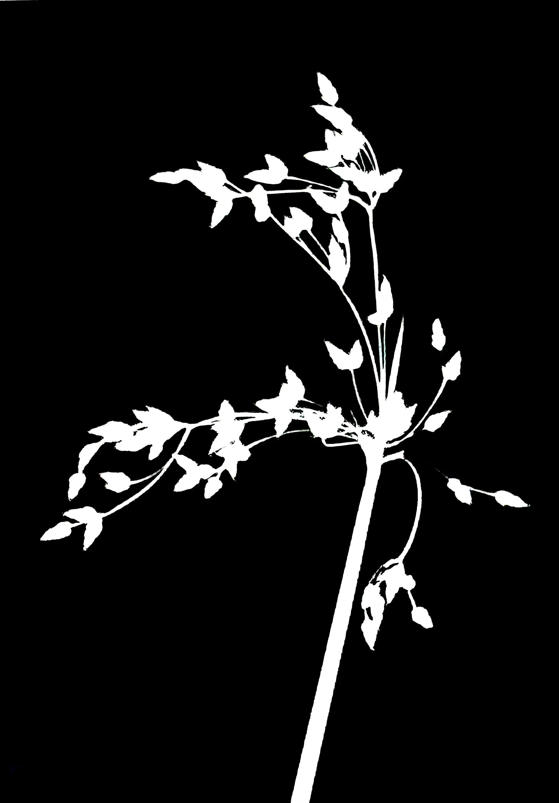 Soft rush  5x7
Juncus effusus