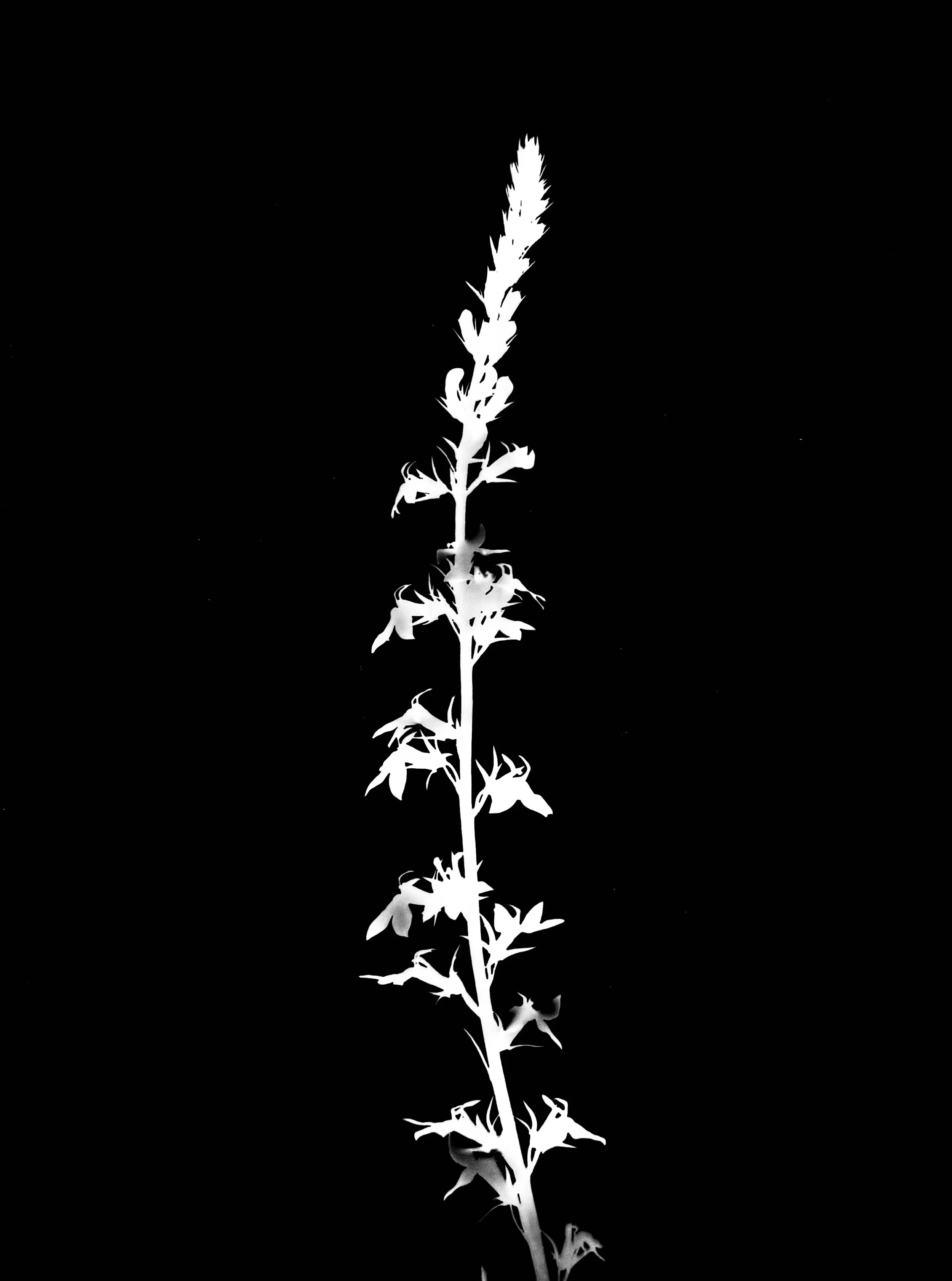 Pale-spiked lobelia
Lobelis spicata. 5x7