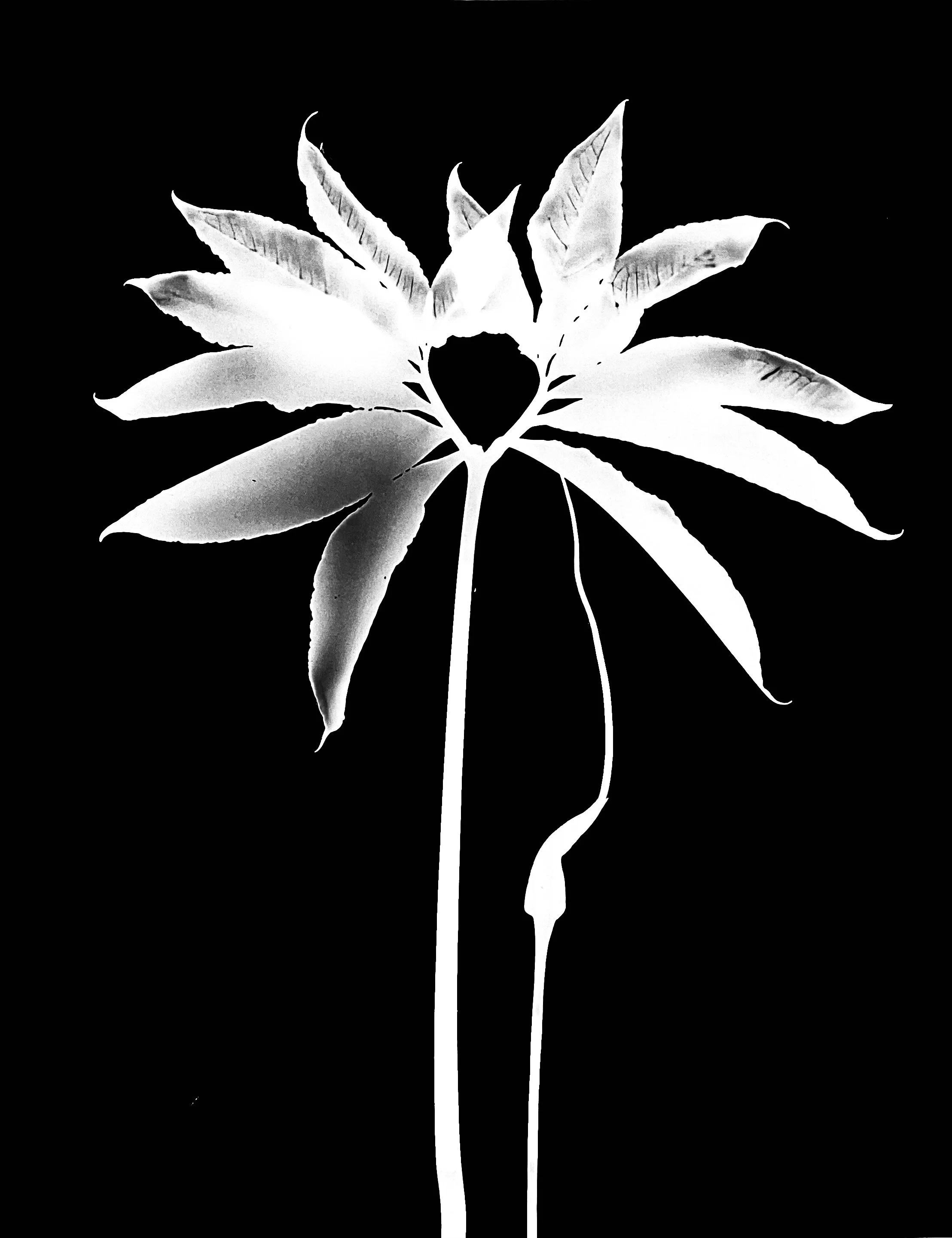 Green dragon.   
Arisaema dragontium
11x14  1A